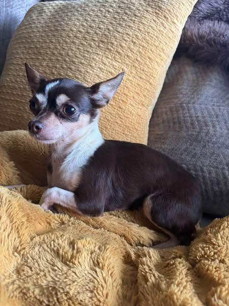 Enlarge Lollipop, a Adoptable Chihuahua in North Freedom, WI image 2/3