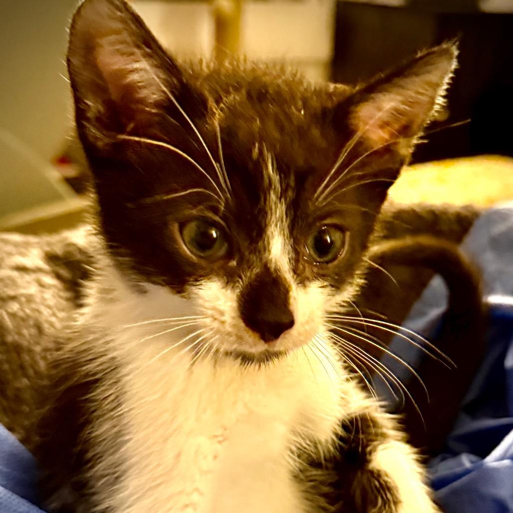 Enlarge Mo, a Adoptable Domestic Short Hair in Escondido, CA image 1/6