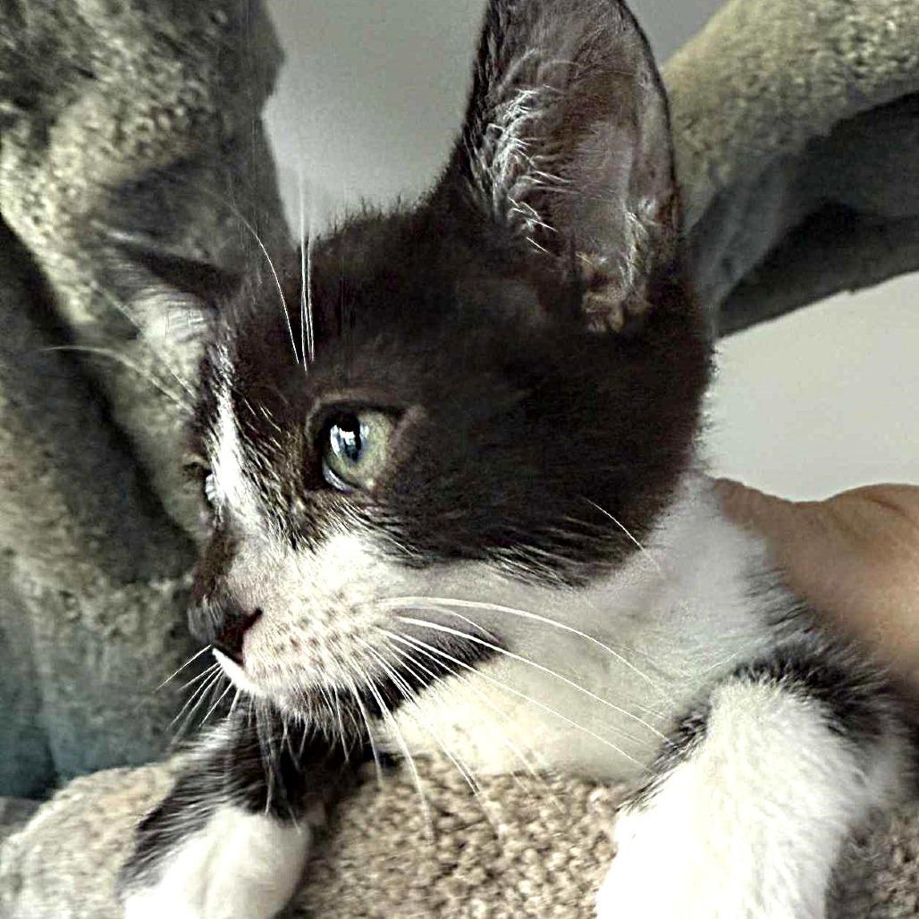 Mo, a Adoptable Domestic Short Hair in Escondido, CA image 2/6