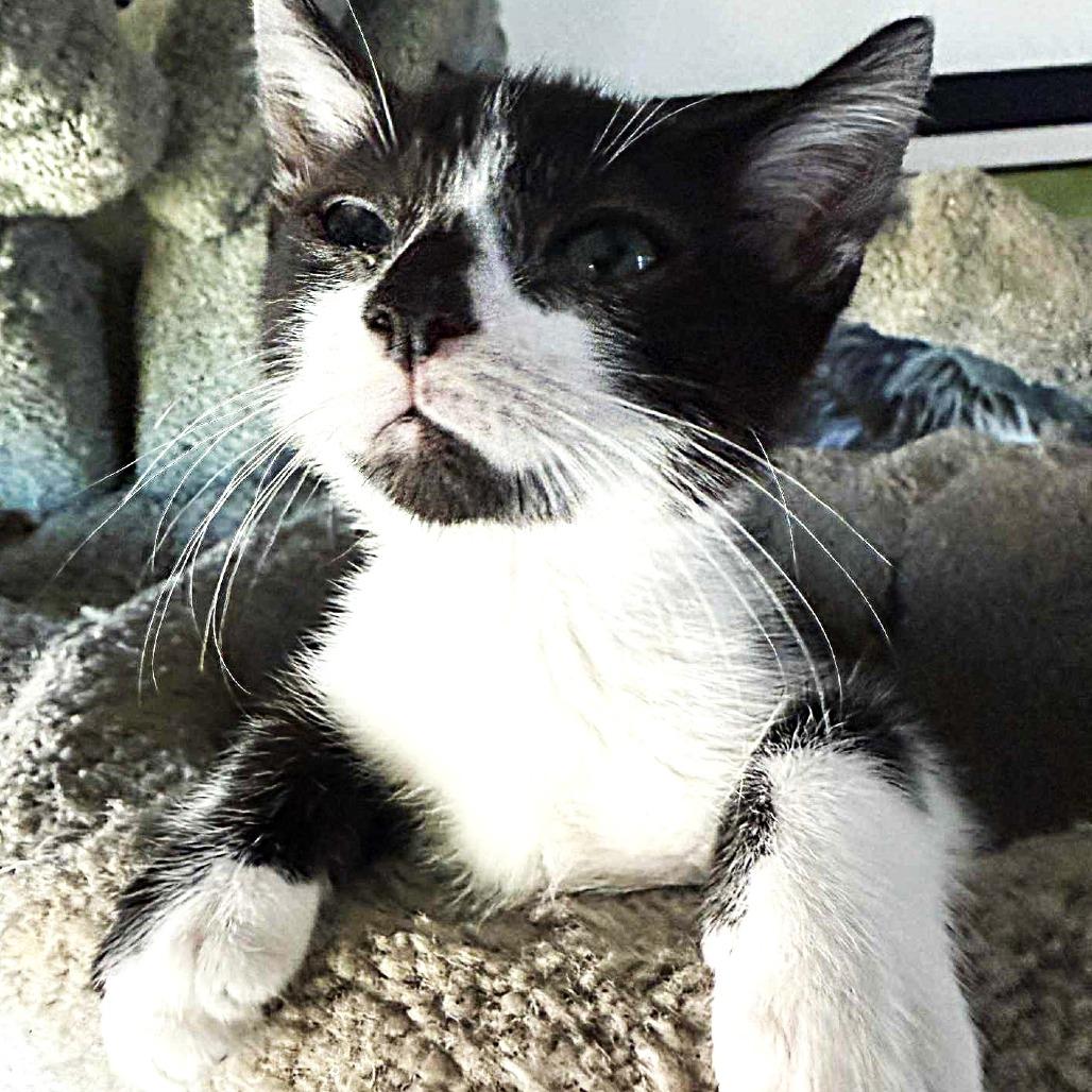 Mo, a Adoptable Domestic Short Hair in Escondido, CA image 4/6