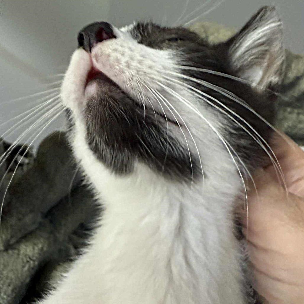 Enlarge Mo, a Adoptable Domestic Short Hair in Escondido, CA image 5/6