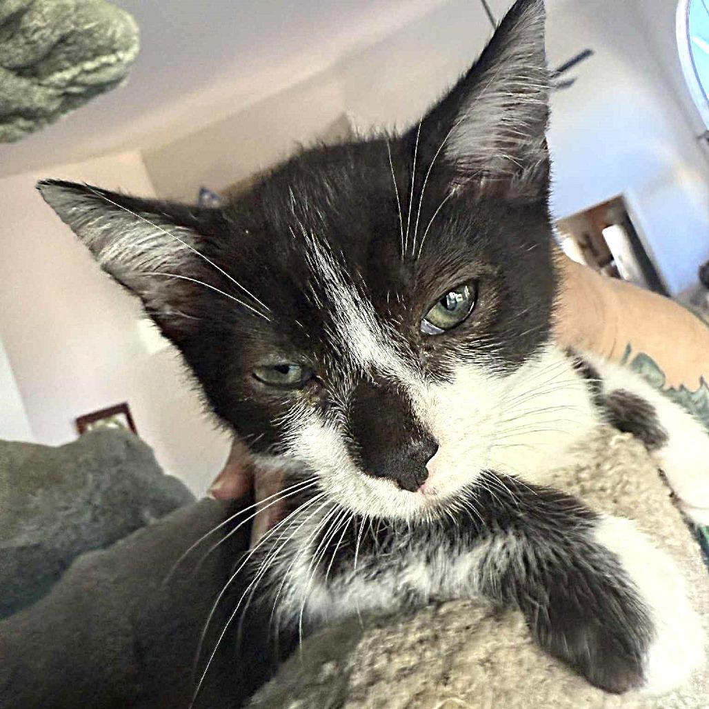 Mo, a Adoptable Domestic Short Hair in Escondido, CA image 5/6