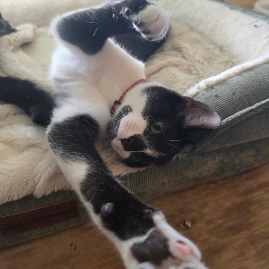 Enlarge Mo, a Adoptable Domestic Short Hair in Escondido, CA image 6/6