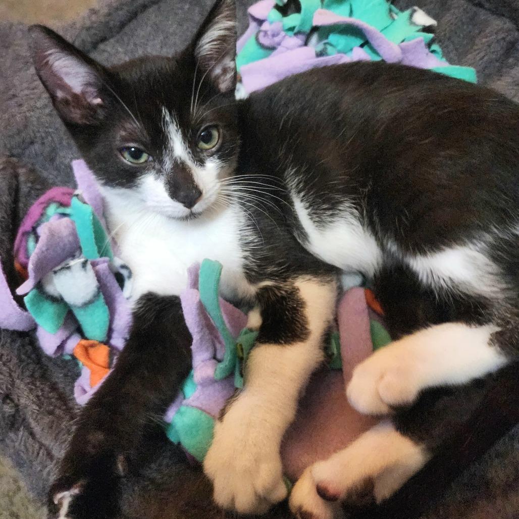 Mo, a Adoptable Domestic Short Hair in Escondido, CA image 6/6