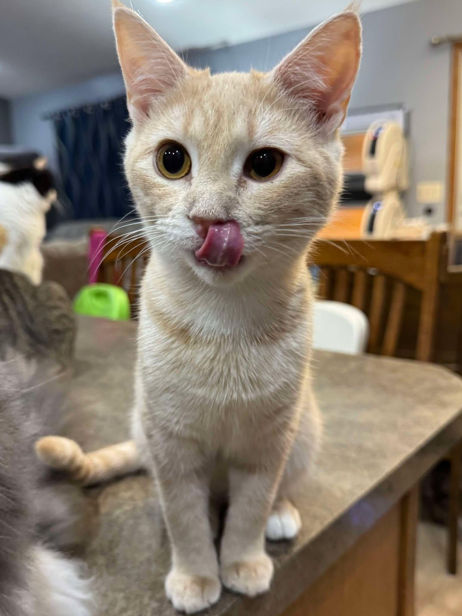 Enlarge Rosie, an adoptable Domestic Short Hair in Sioux Falls, SD image 2/6