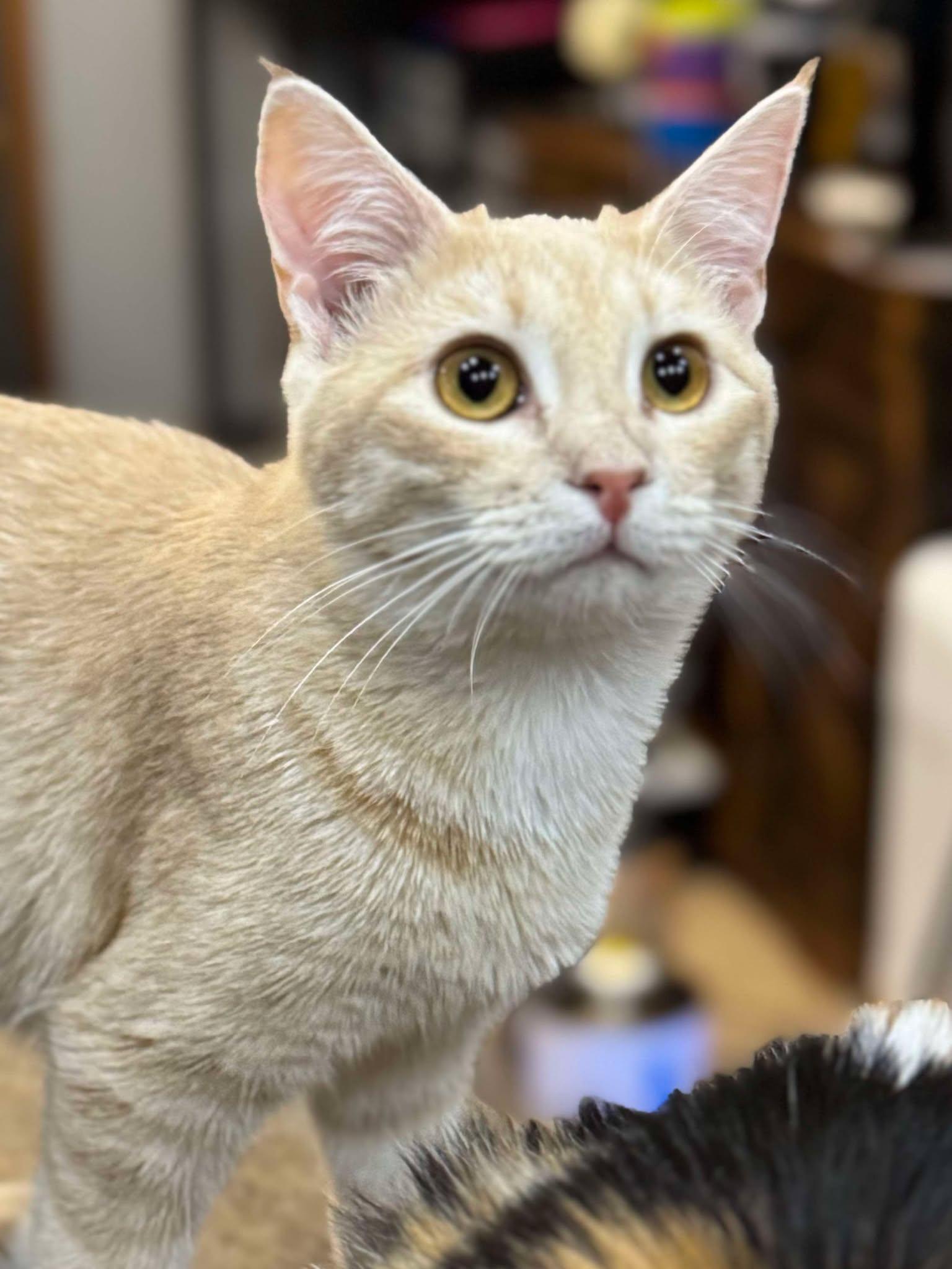 Enlarge Rosie, an adoptable Domestic Short Hair in Sioux Falls, SD image 3/6