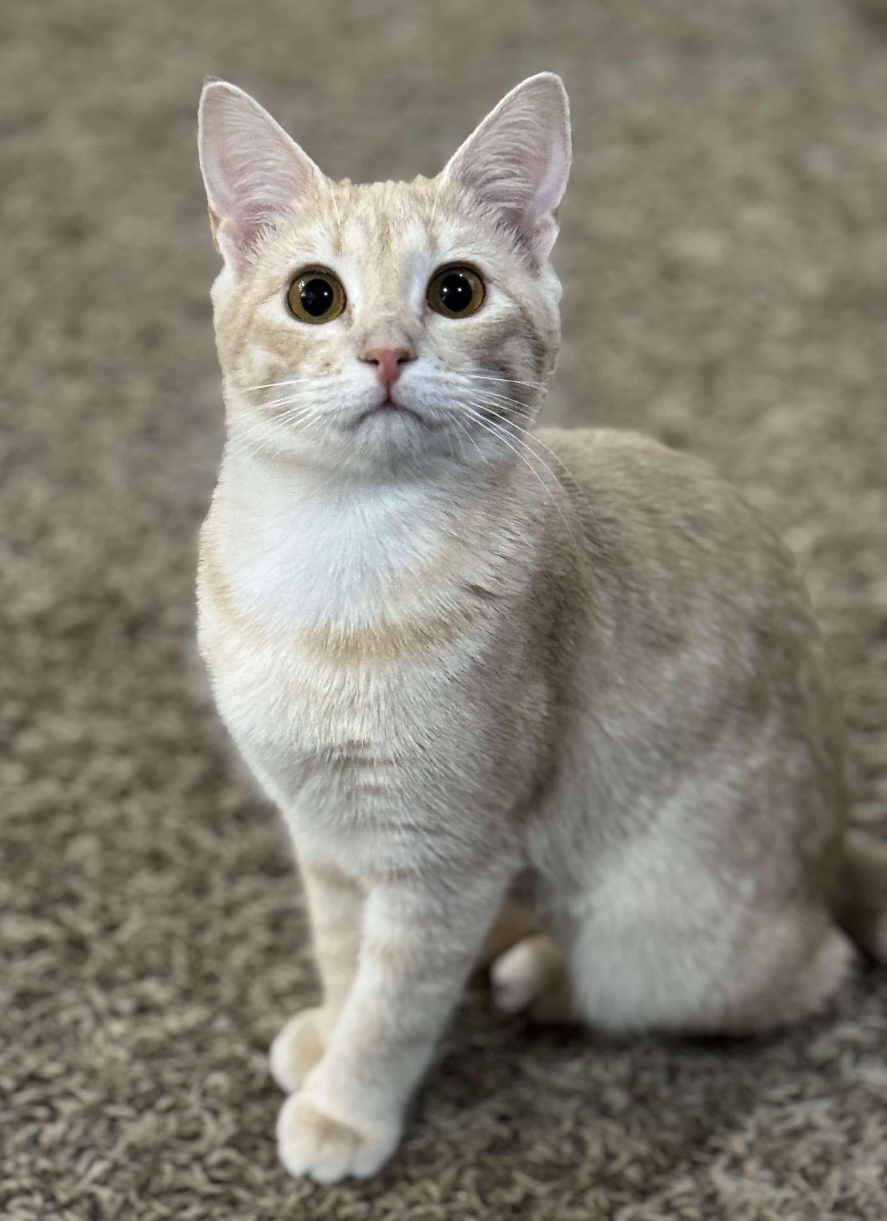 Enlarge Rosie, an adoptable Domestic Short Hair in Sioux Falls, SD image 1/6