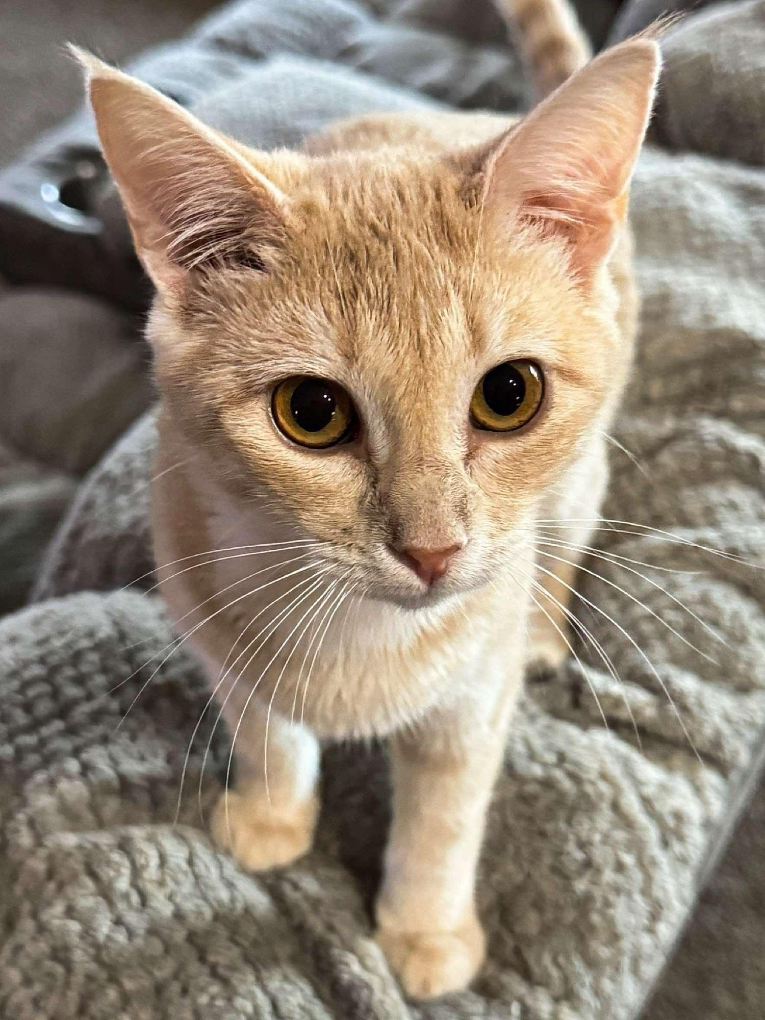 Enlarge Rosie, an adoptable Domestic Short Hair in Sioux Falls, SD image 4/6