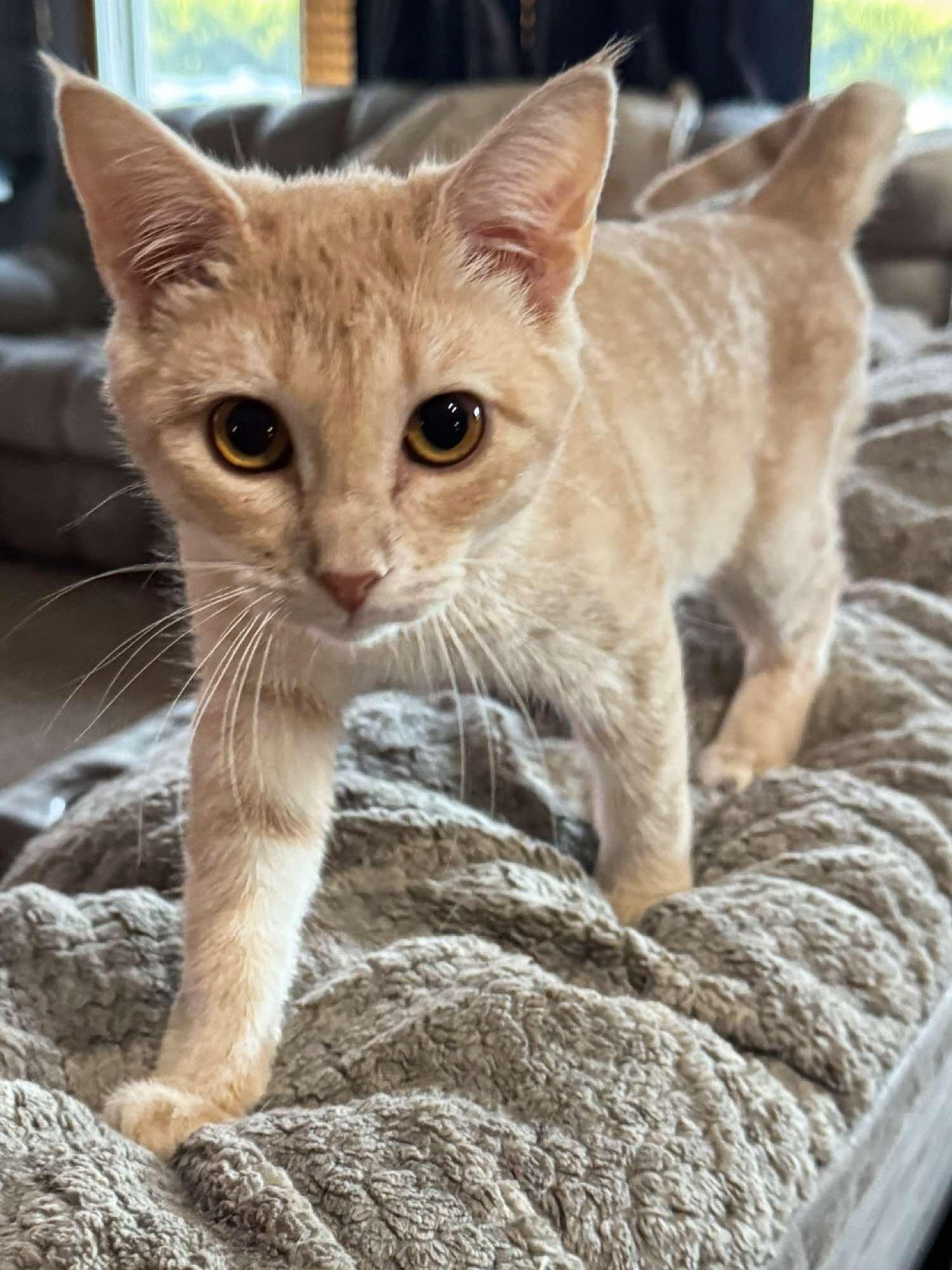 Enlarge Rosie, an adoptable Domestic Short Hair in Sioux Falls, SD image 5/6