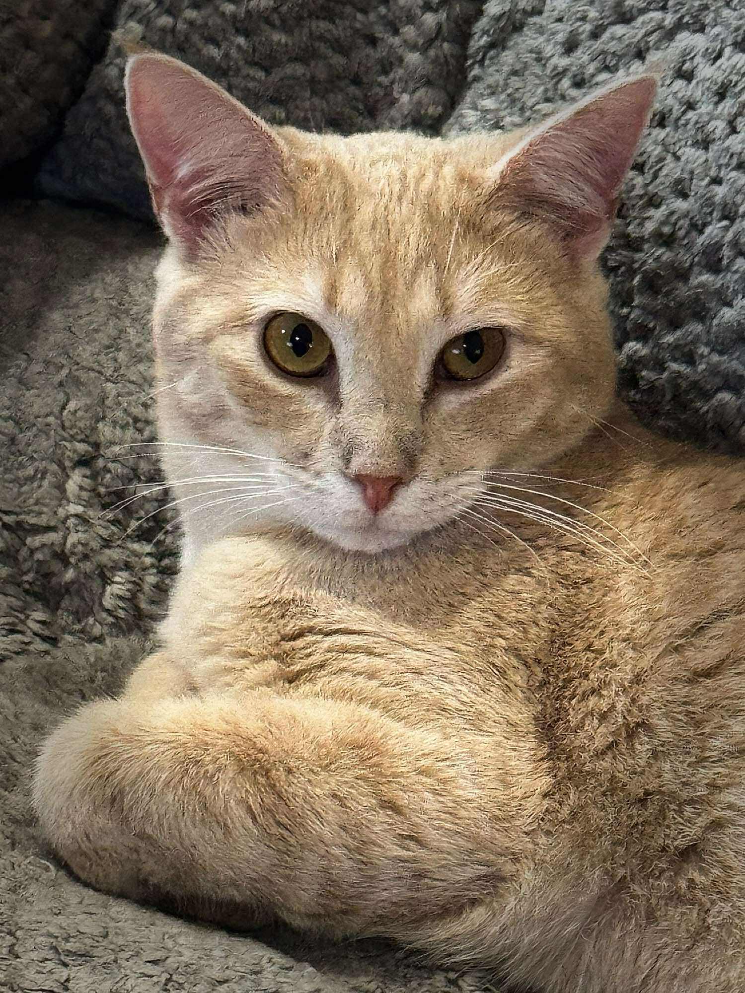 Enlarge Rosie, an adoptable Domestic Short Hair in Sioux Falls, SD image 6/6