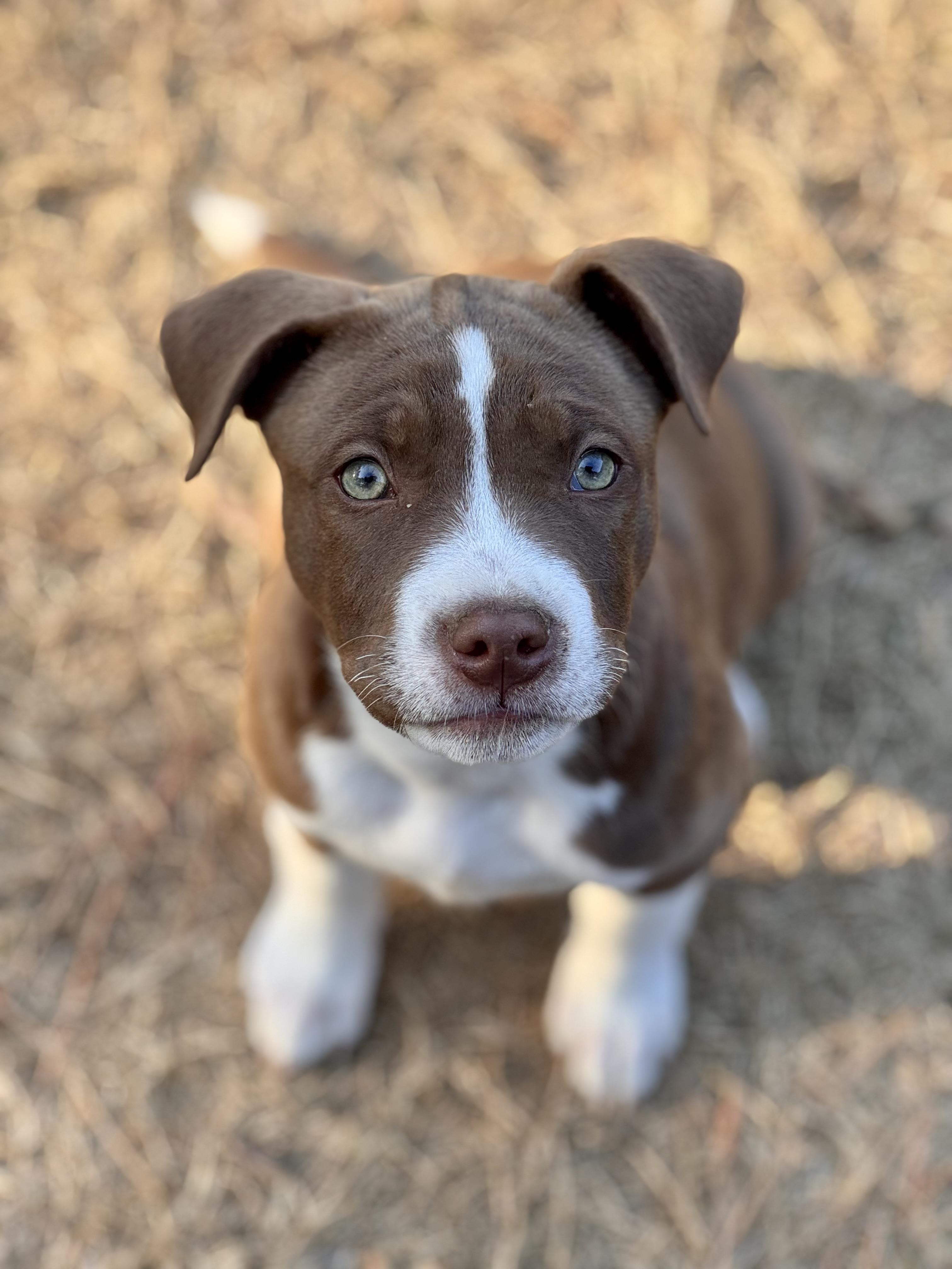 Enlarge Mocha, an adopted mixed breed in Brattleboro , VT image 2/5