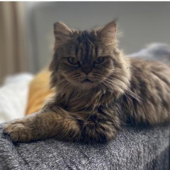 Enlarge Sarafina, an adopted Domestic Long Hair in Waltham, MA image 6/6