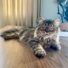 Enlarge Sarafina, an adopted Domestic Long Hair in Waltham, MA image 3/6