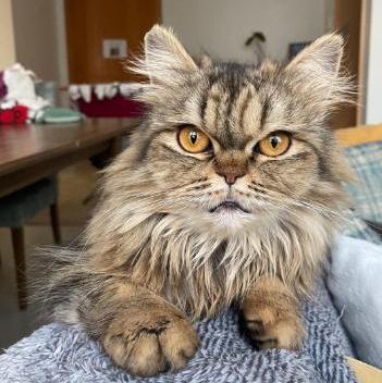 Enlarge Sarafina, an adopted Domestic Long Hair in Waltham, MA image 1/6