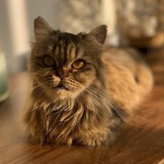 Enlarge Sarafina, an adopted Domestic Long Hair in Waltham, MA image 5/6