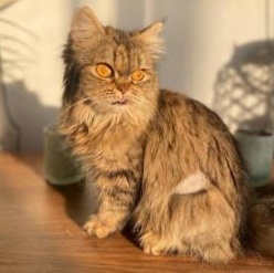 Enlarge Sarafina, an adopted Domestic Long Hair in Waltham, MA image 2/6