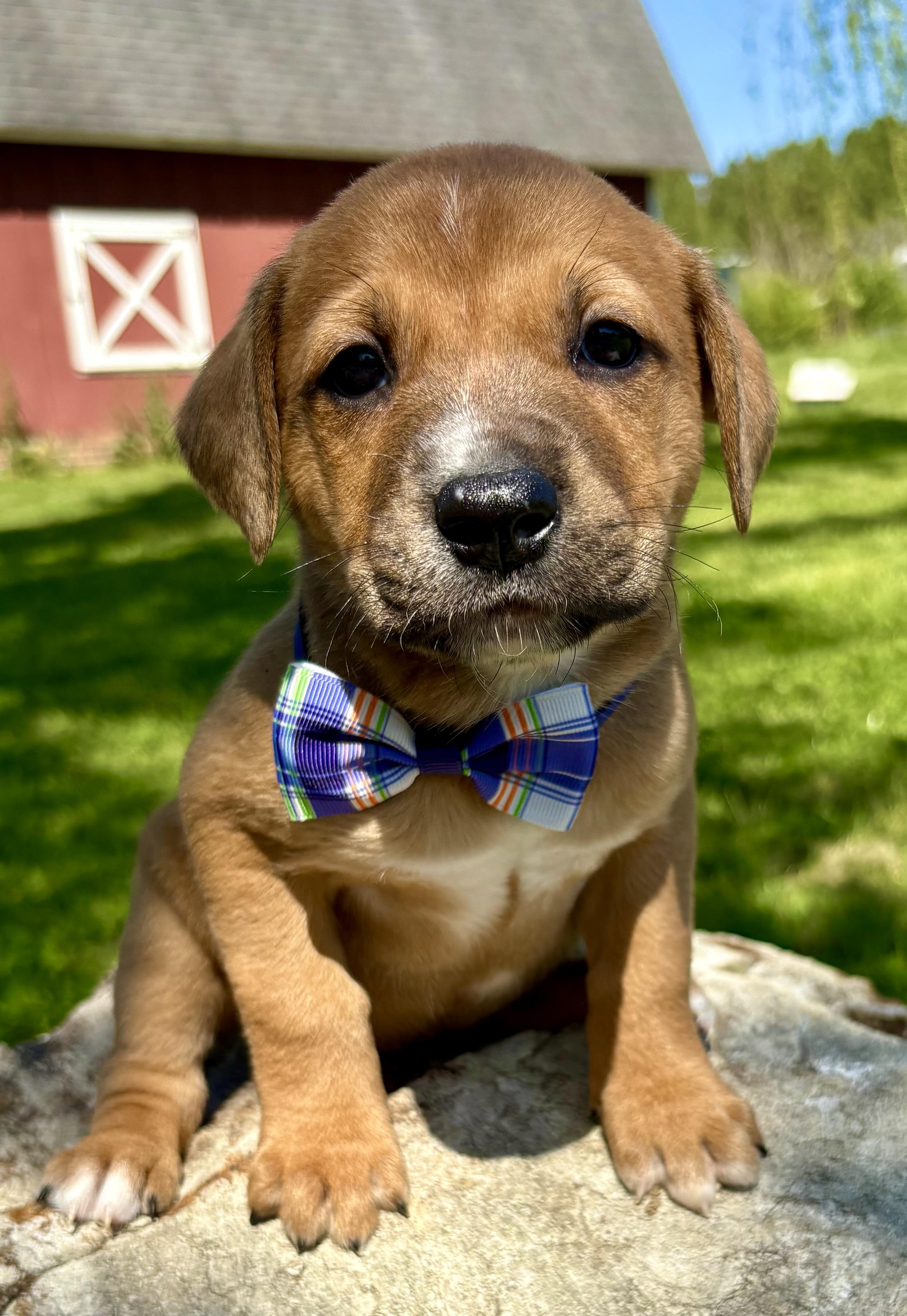 Enlarge Benson, a Adoptable mixed breed in Pittsboro, NC image 3/4