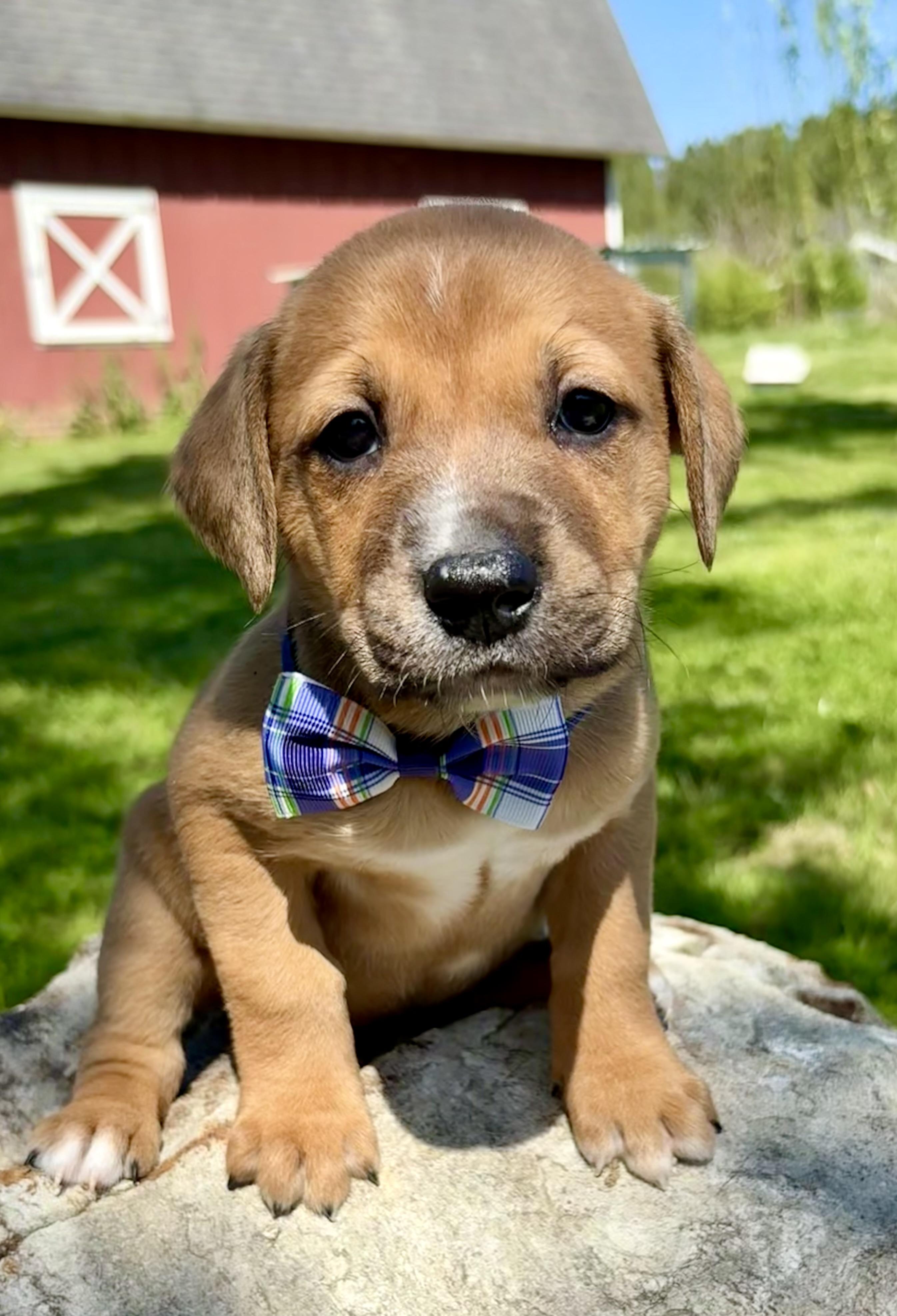 Enlarge Benson, a Adoptable mixed breed in Pittsboro, NC image 1/4