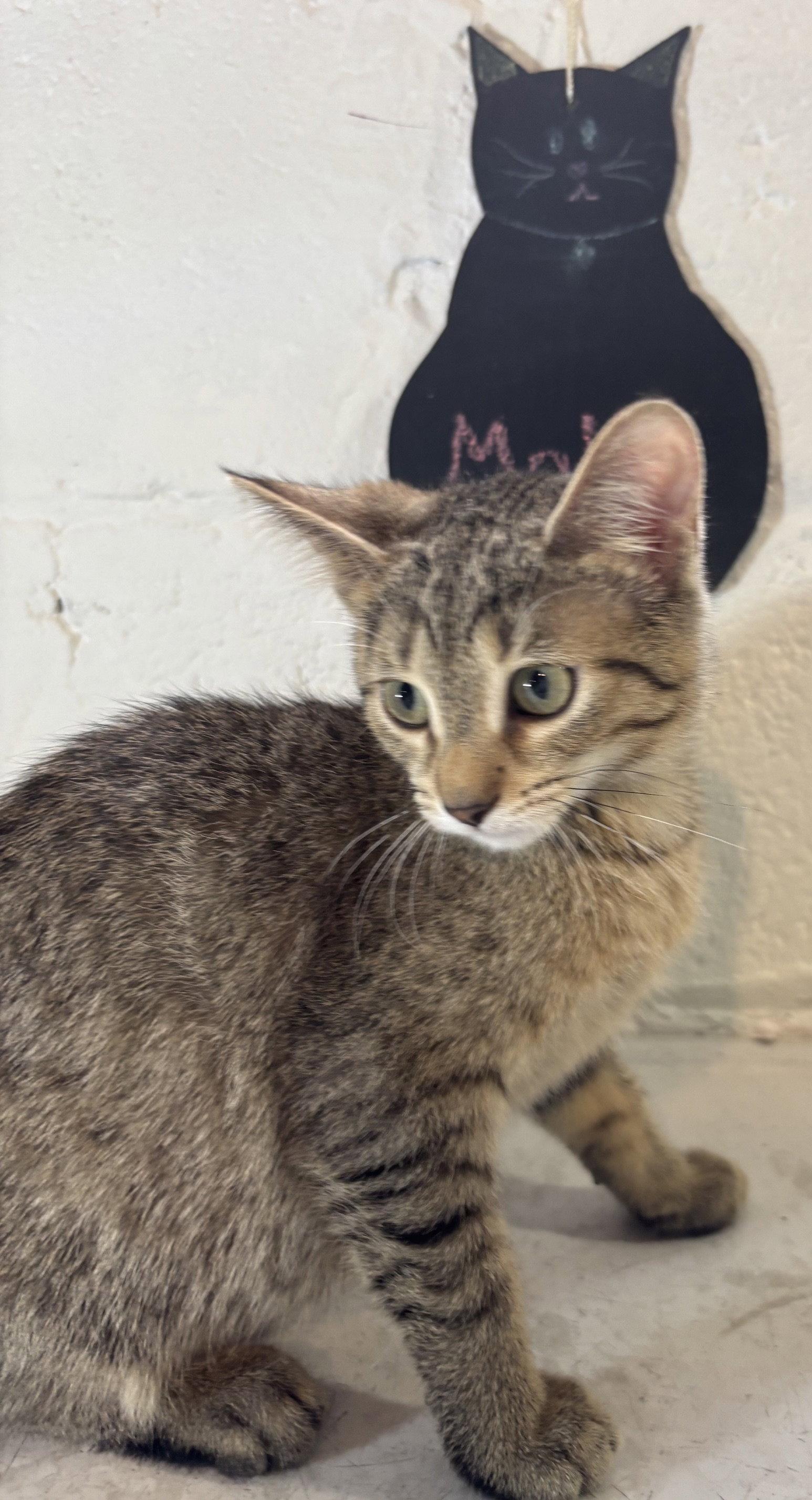 Molly, Adoptable, Kitten Female Domestic Short Hair.