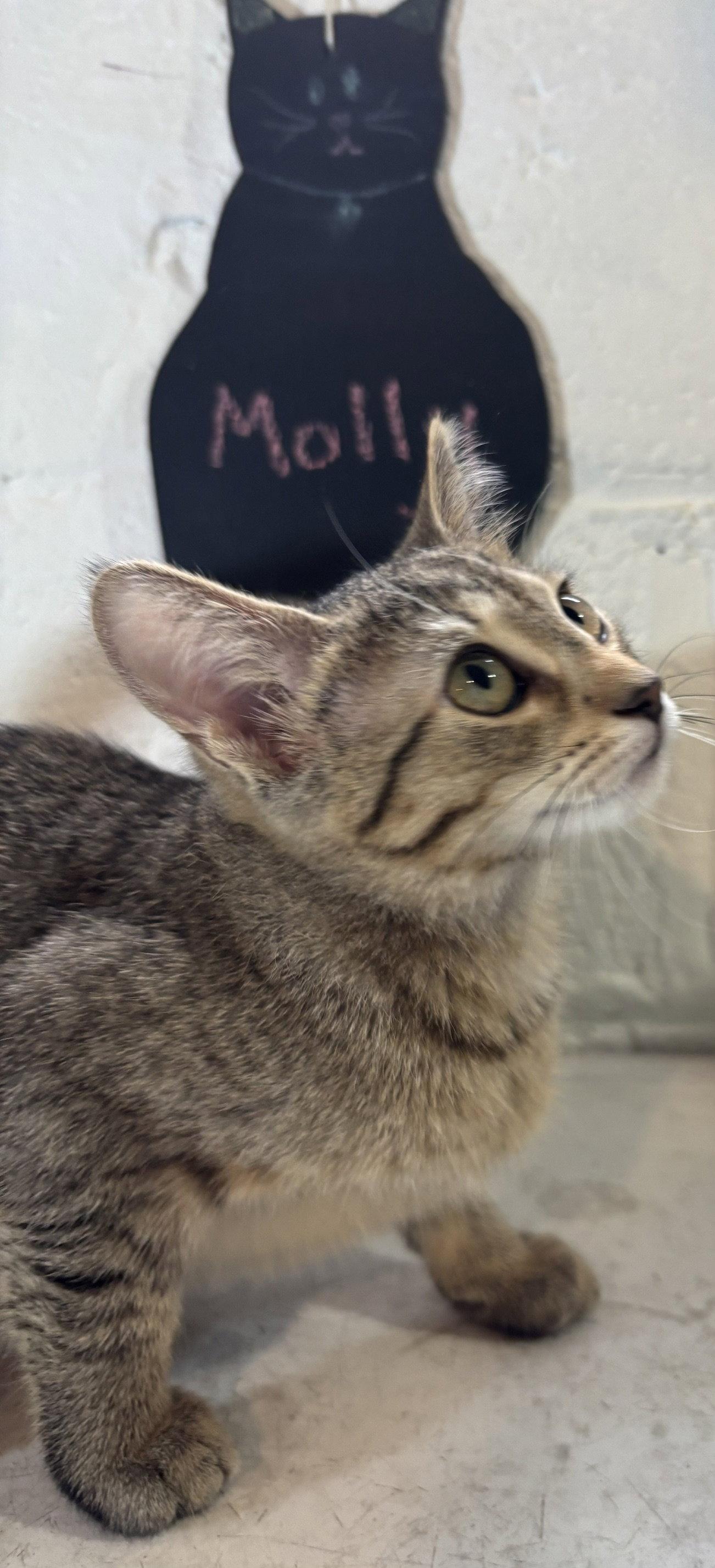 Molly, a Adoptable Domestic Short Hair in Wheaton, IL image 2/3