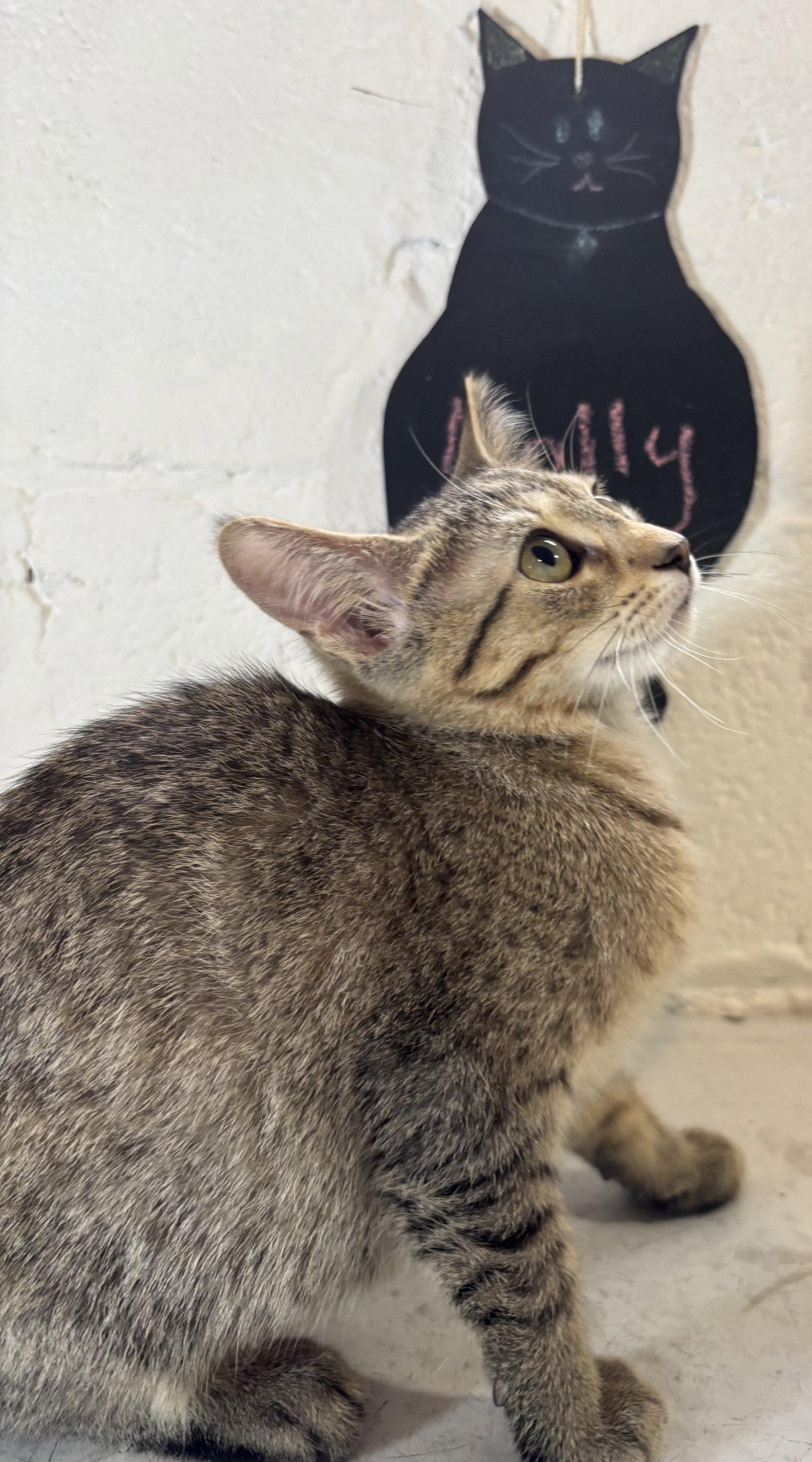 Molly, a Adoptable Domestic Short Hair in Wheaton, IL image 3/3