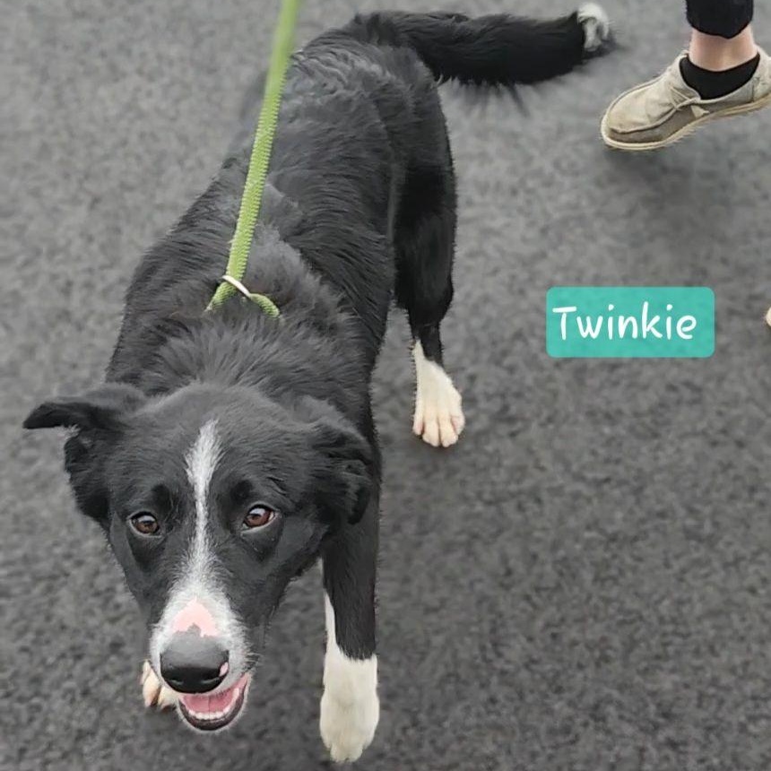 Enlarge TWINKIE, a Adoptable Border Collie in Ashland, OH image 6/6