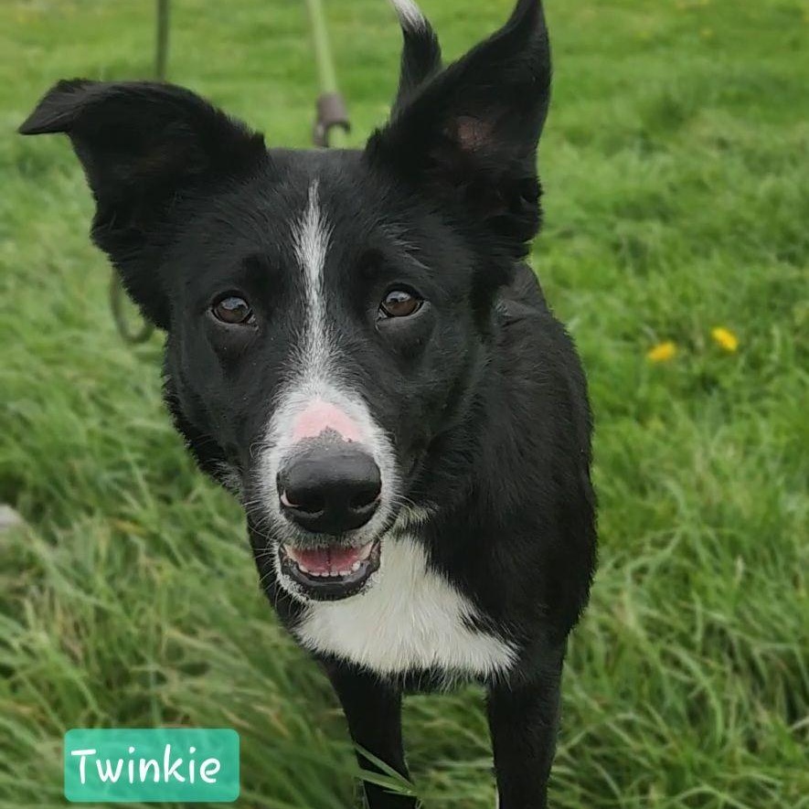 TWINKIE, Adoptable, Adult Female Border Collie.