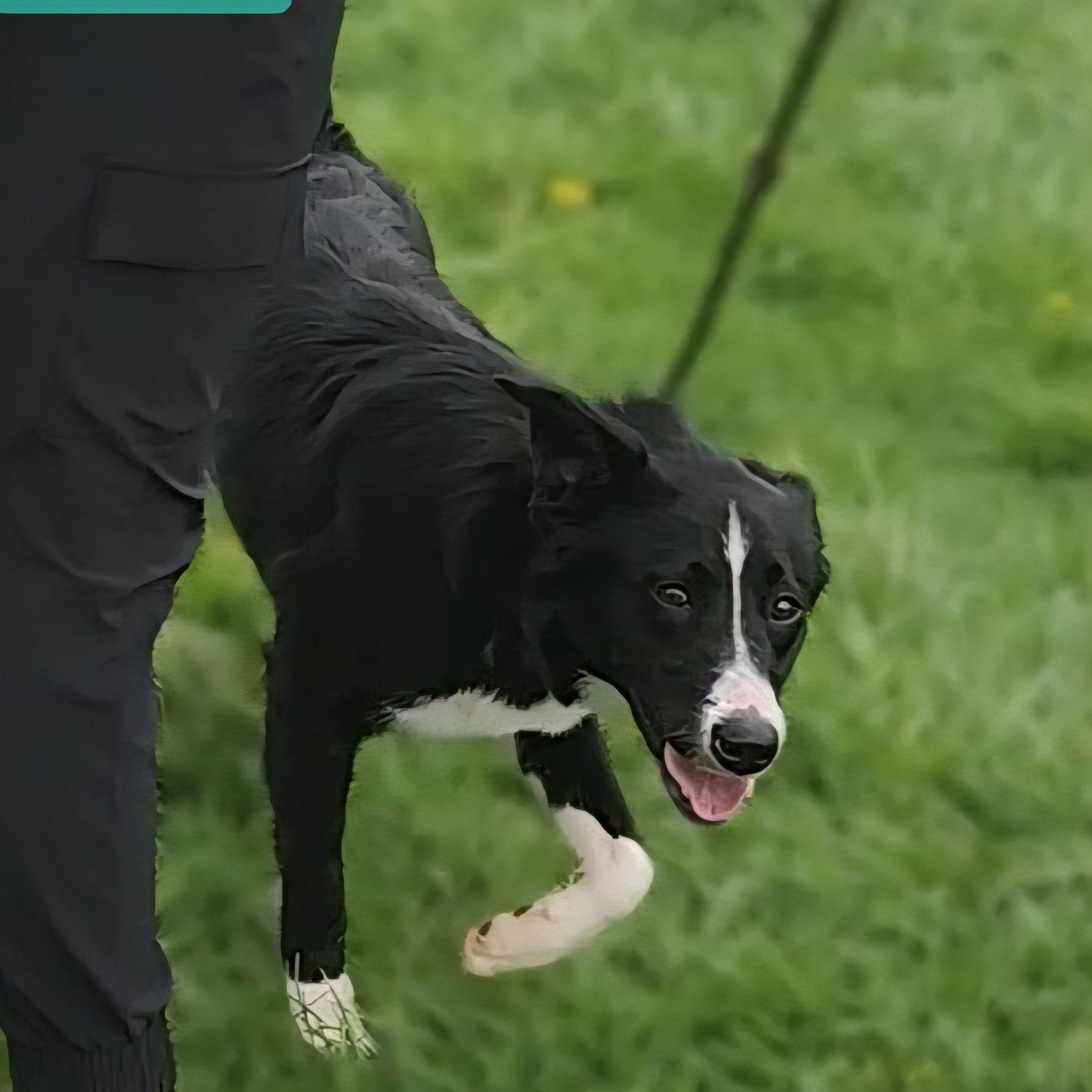 Enlarge TWINKIE, a Adoptable Border Collie in Ashland, OH image 2/6