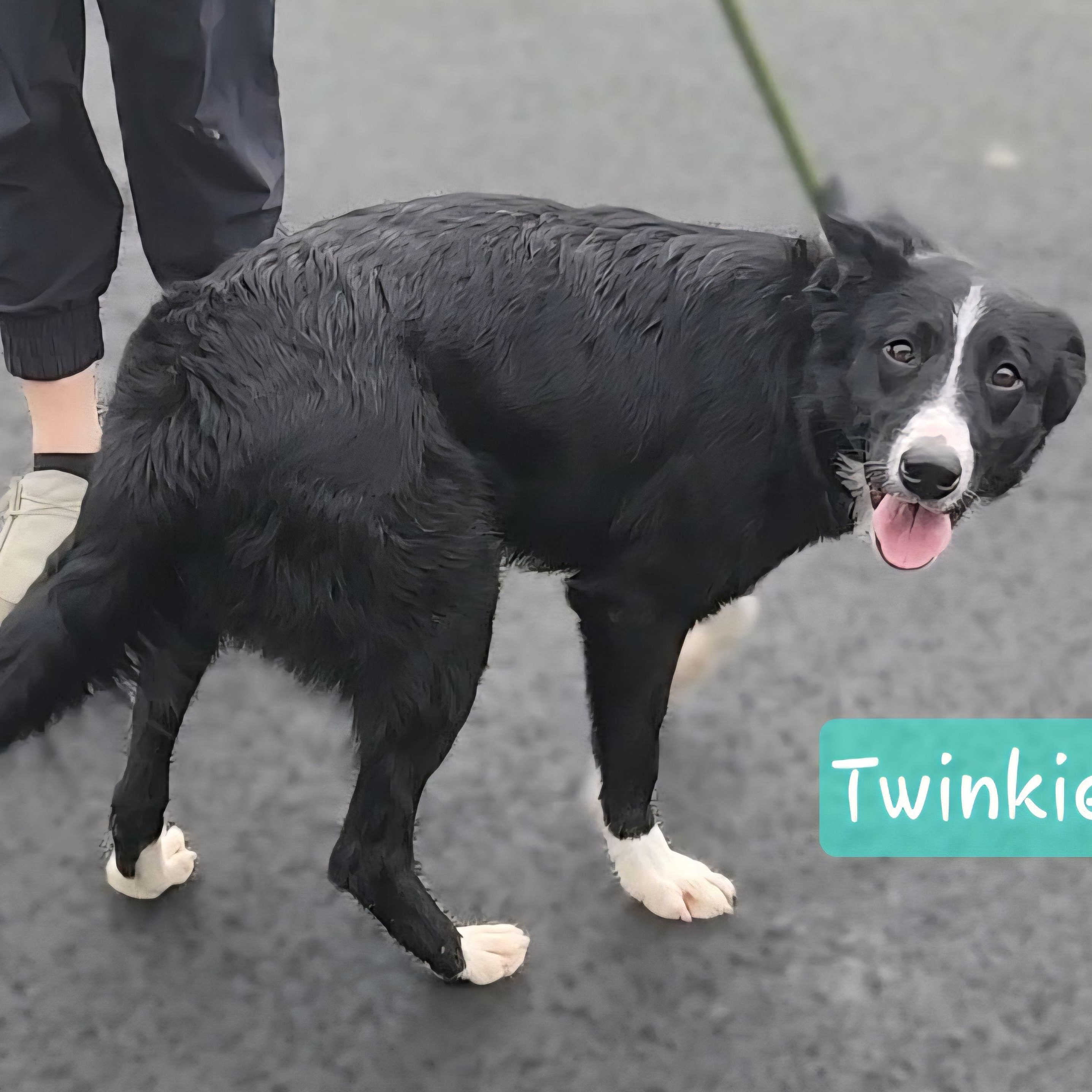 Enlarge TWINKIE, a Adoptable Border Collie in Ashland, OH image 3/6