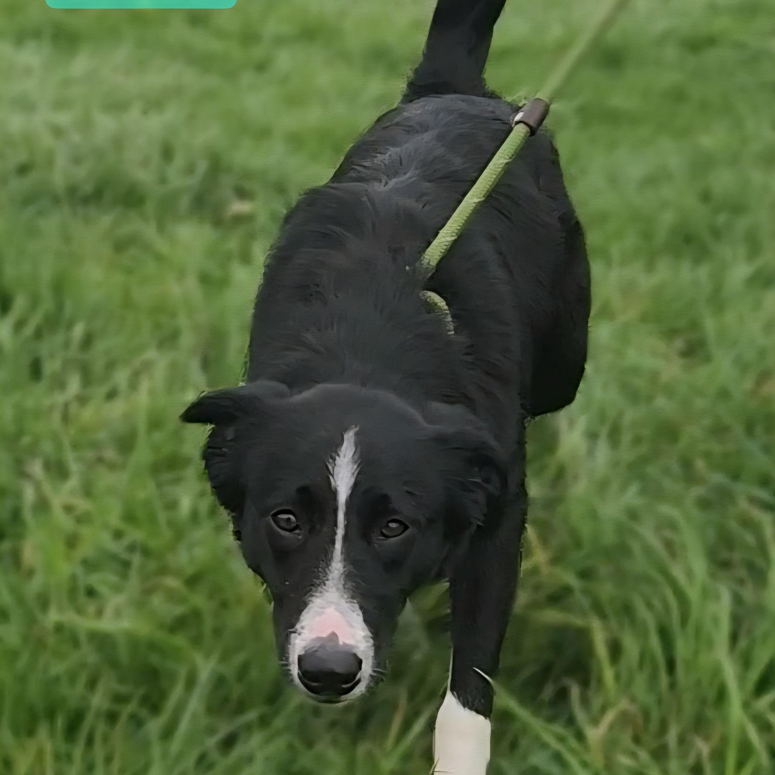 Enlarge TWINKIE, a Adoptable Border Collie in Ashland, OH image 4/6