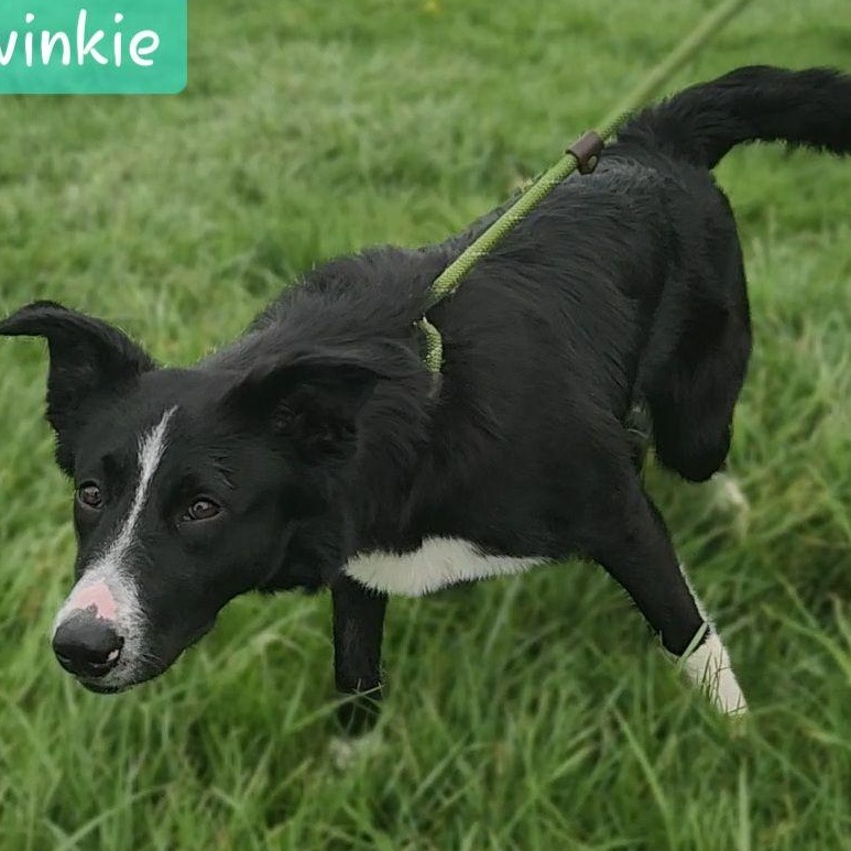 Enlarge TWINKIE, a Adoptable Border Collie in Ashland, OH image 5/6