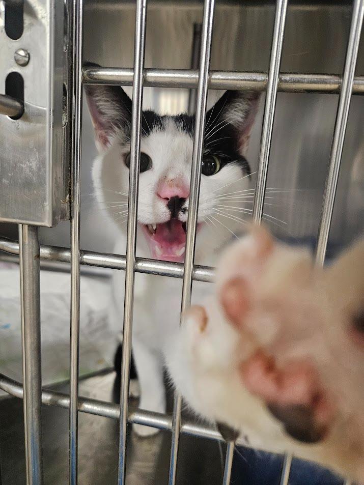 Watkins, Adoptable, Young Male Domestic Short Hair.