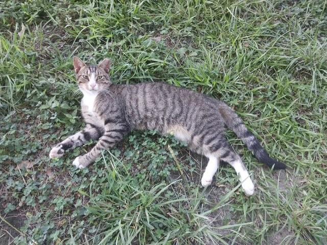 Enlarge Ray Ray, a Adoptable Tabby in Oriental , NC image 1/1