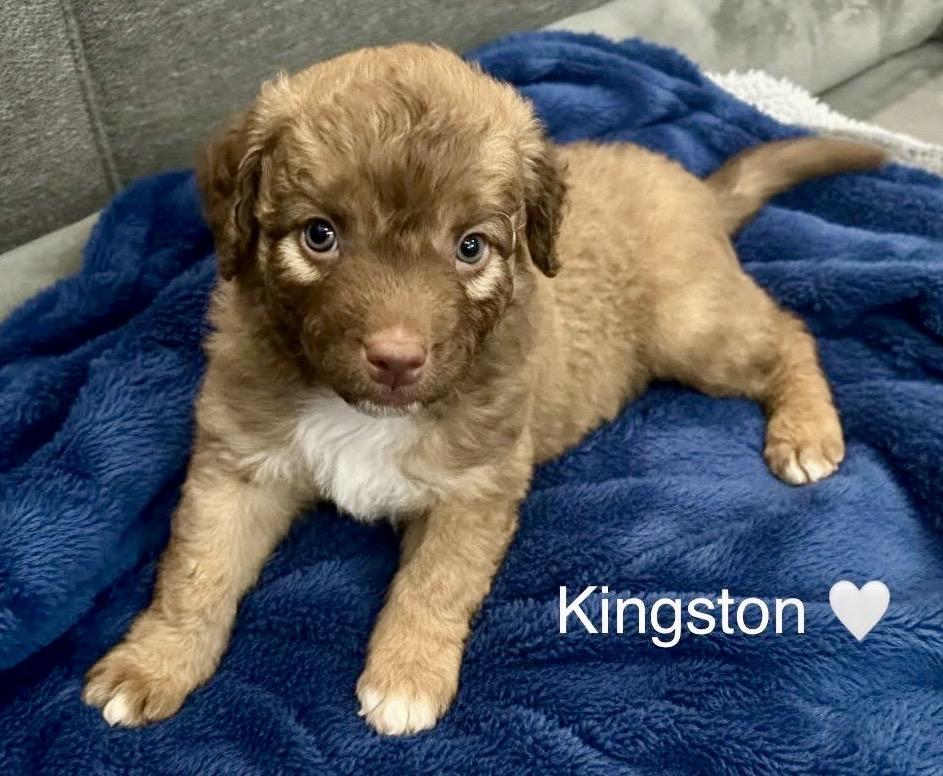 Kingston, Adoptable, Puppy Male Australian Shepherd.