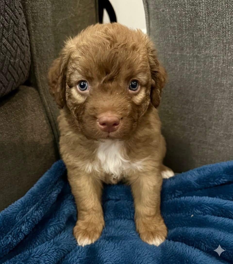 Kingston, a Adoptable mixed breed in Rockwall, TX image 2/2