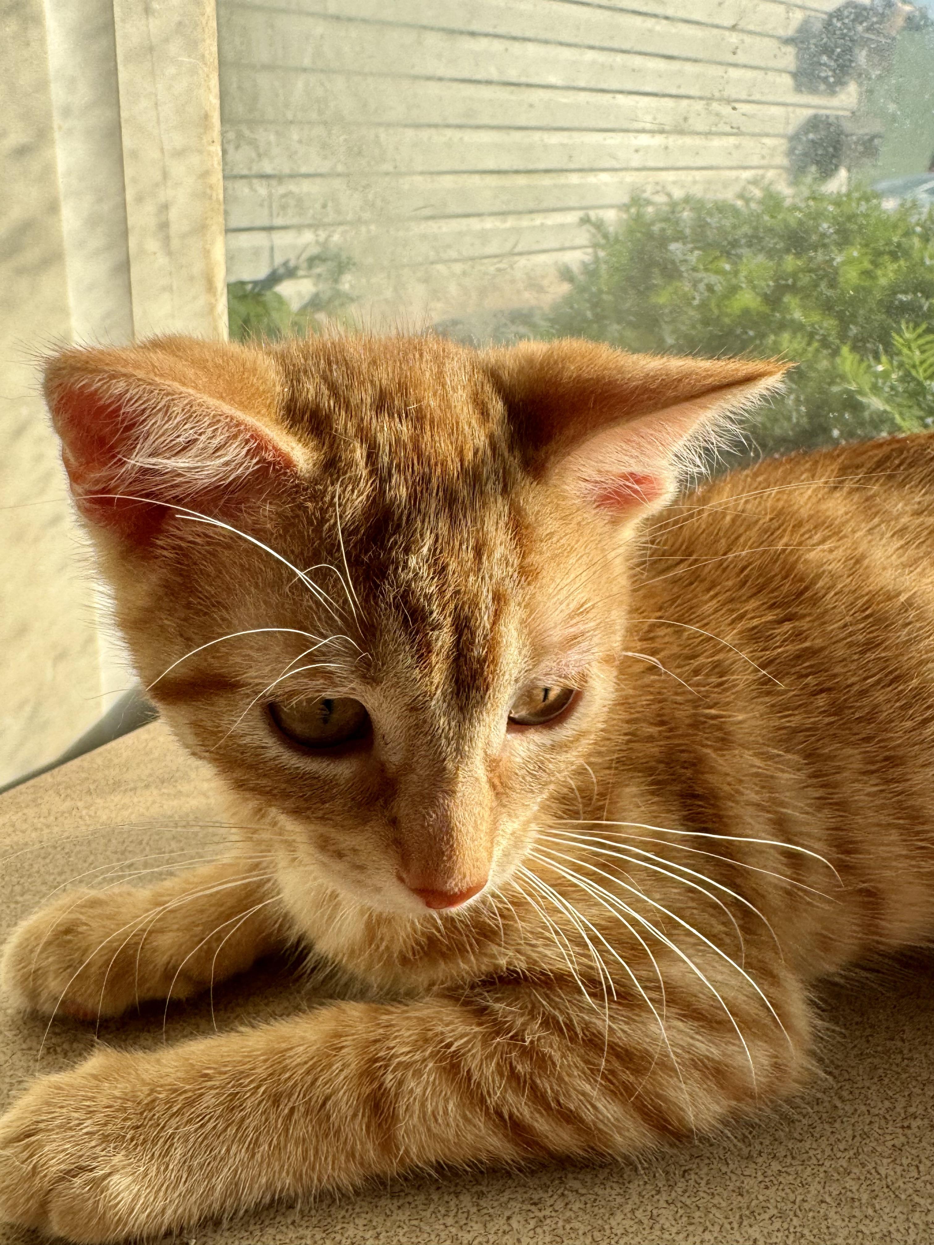 Charm, a Adoptable Domestic Short Hair in North Tonawanda, NY image 2/6