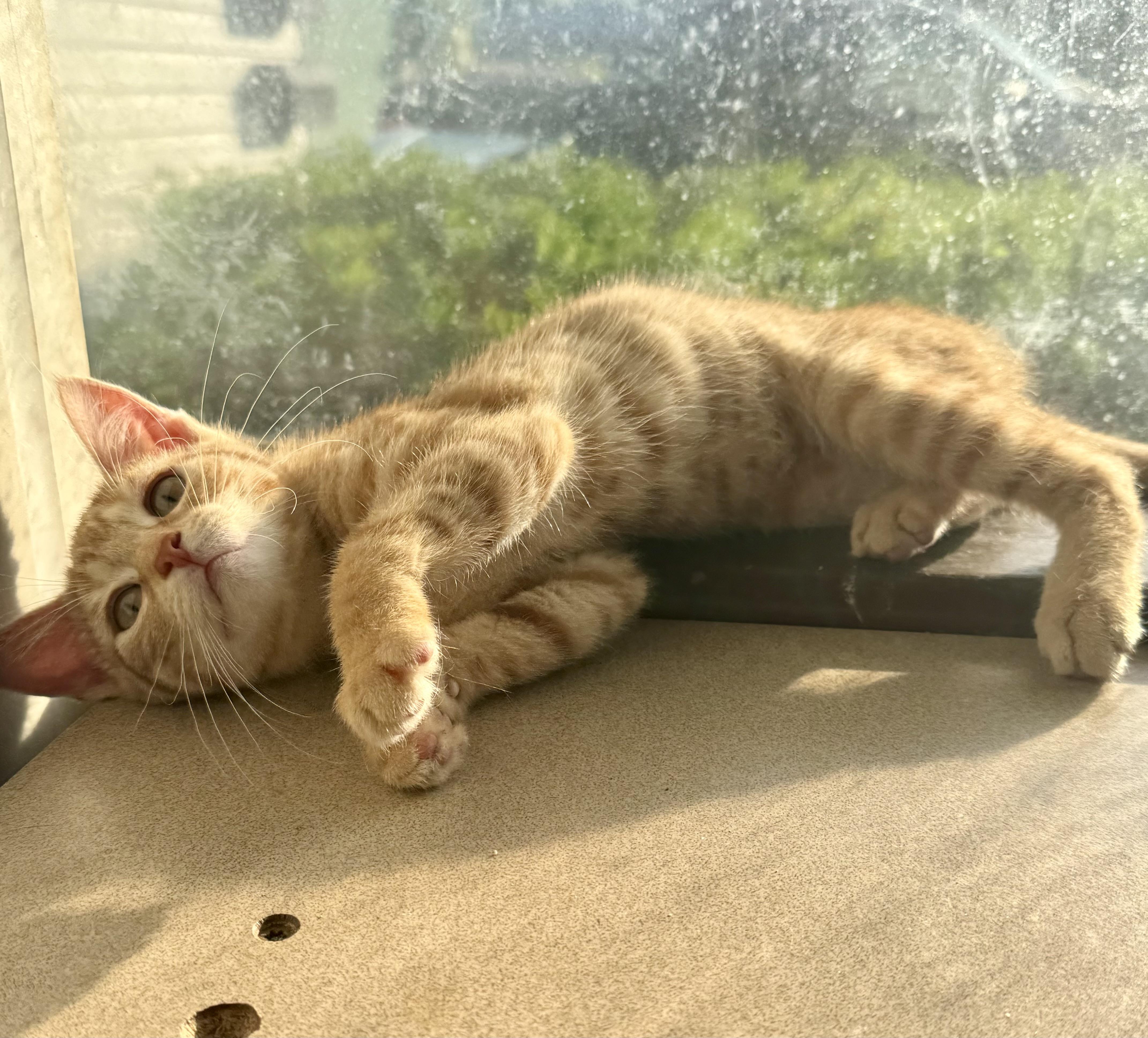 Charm, a Adoptable Domestic Short Hair in North Tonawanda, NY image 4/6