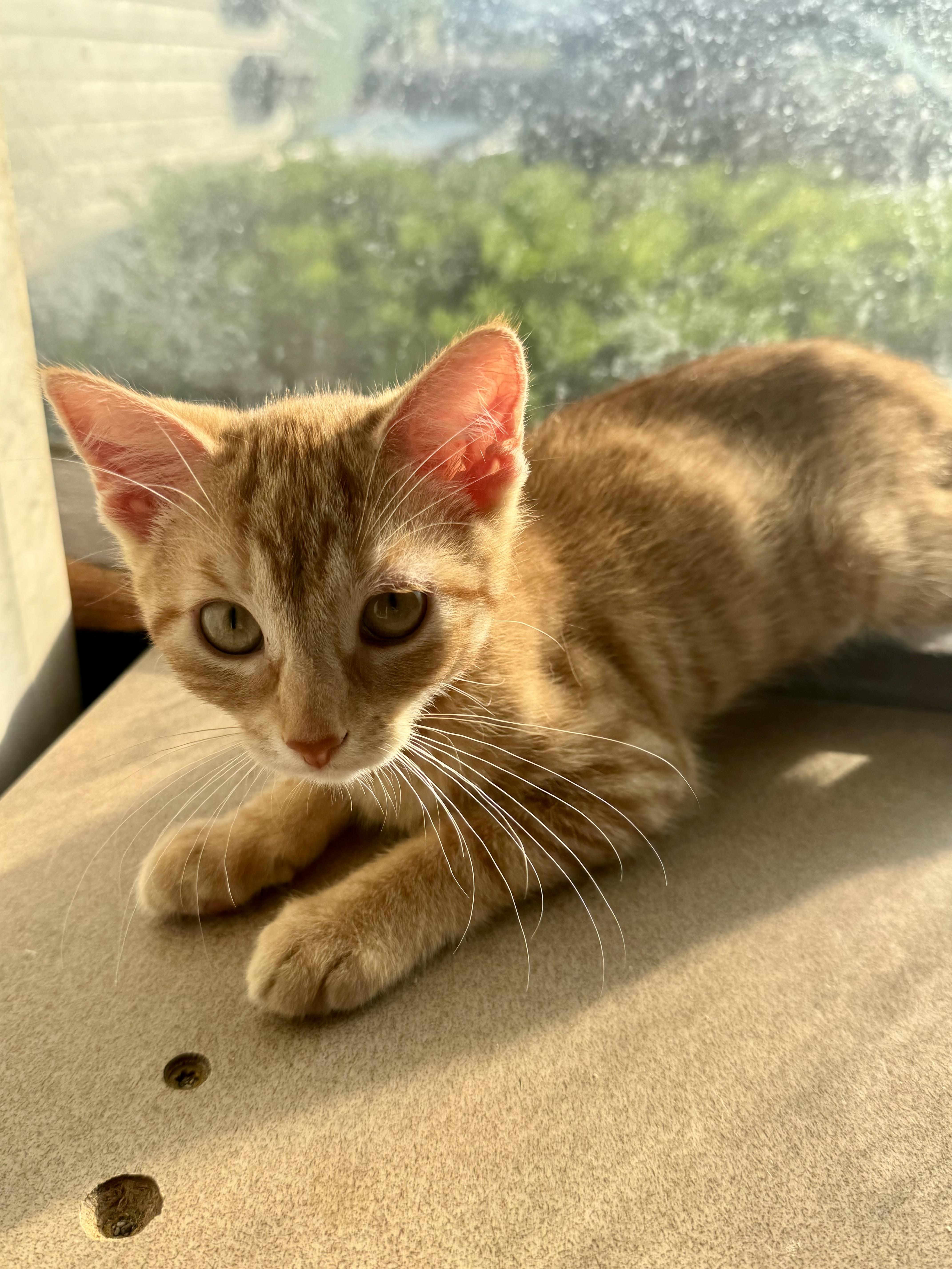 Charm, a Adoptable Domestic Short Hair in North Tonawanda, NY image 3/6