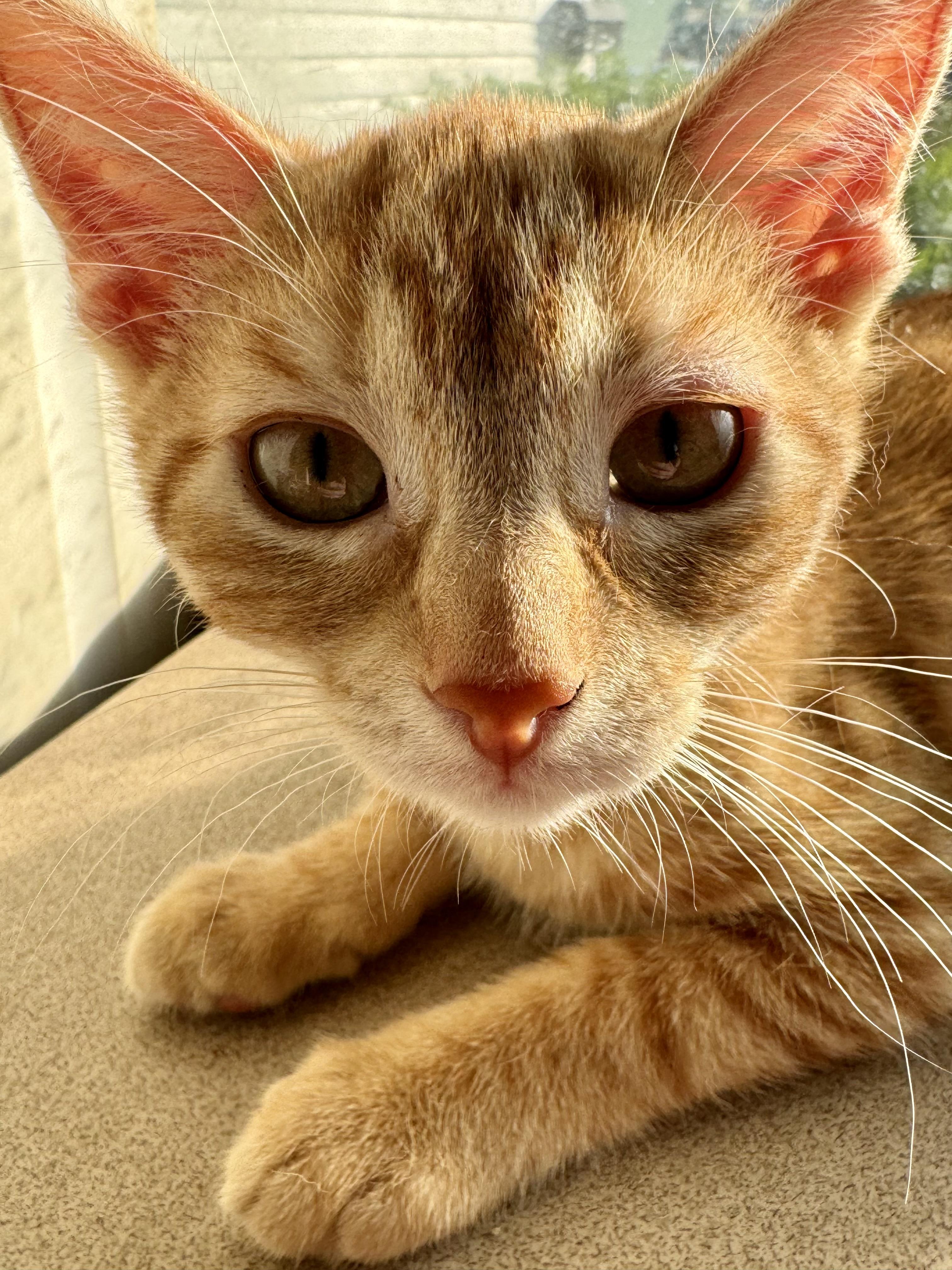 Charm, a Adoptable Domestic Short Hair in North Tonawanda, NY image 1/6