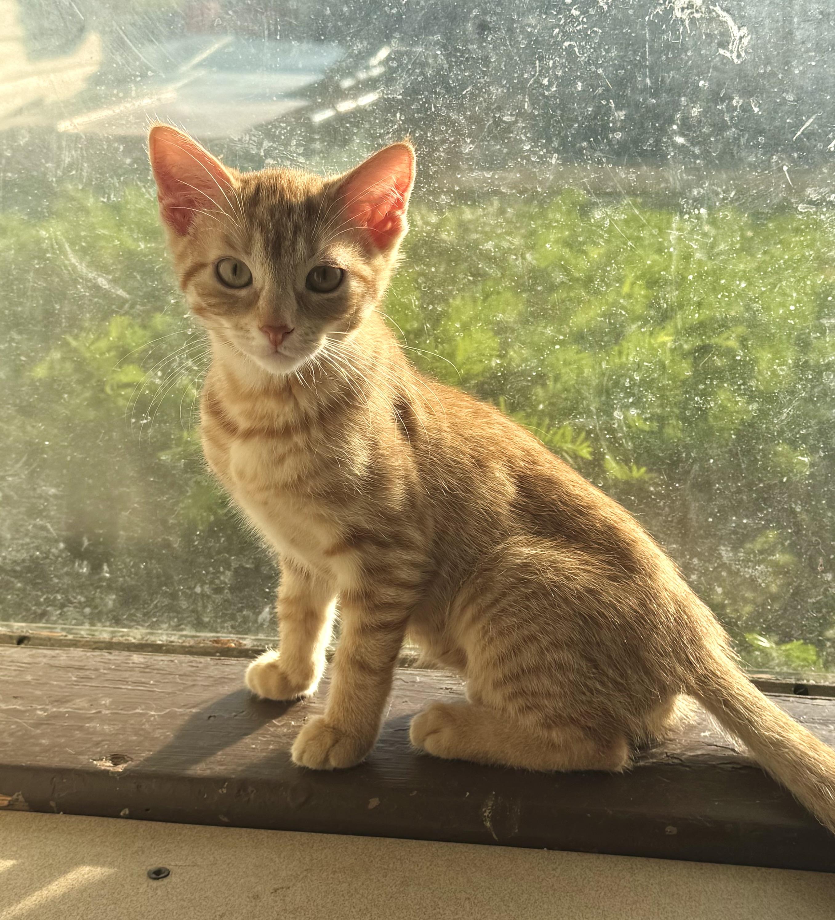 Charm, a Adoptable Domestic Short Hair in North Tonawanda, NY image 6/6