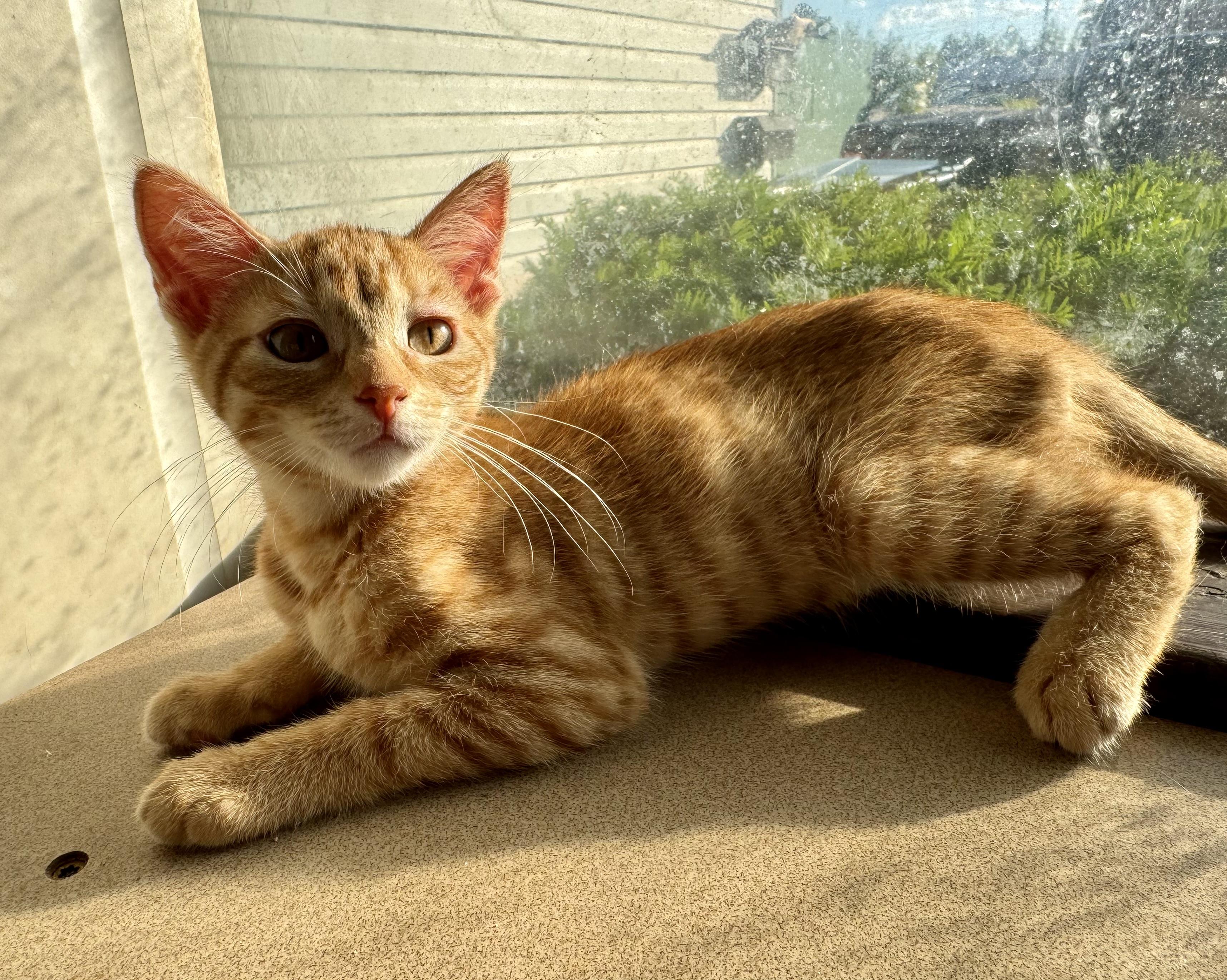 Charm, a Adoptable Domestic Short Hair in North Tonawanda, NY image 5/6