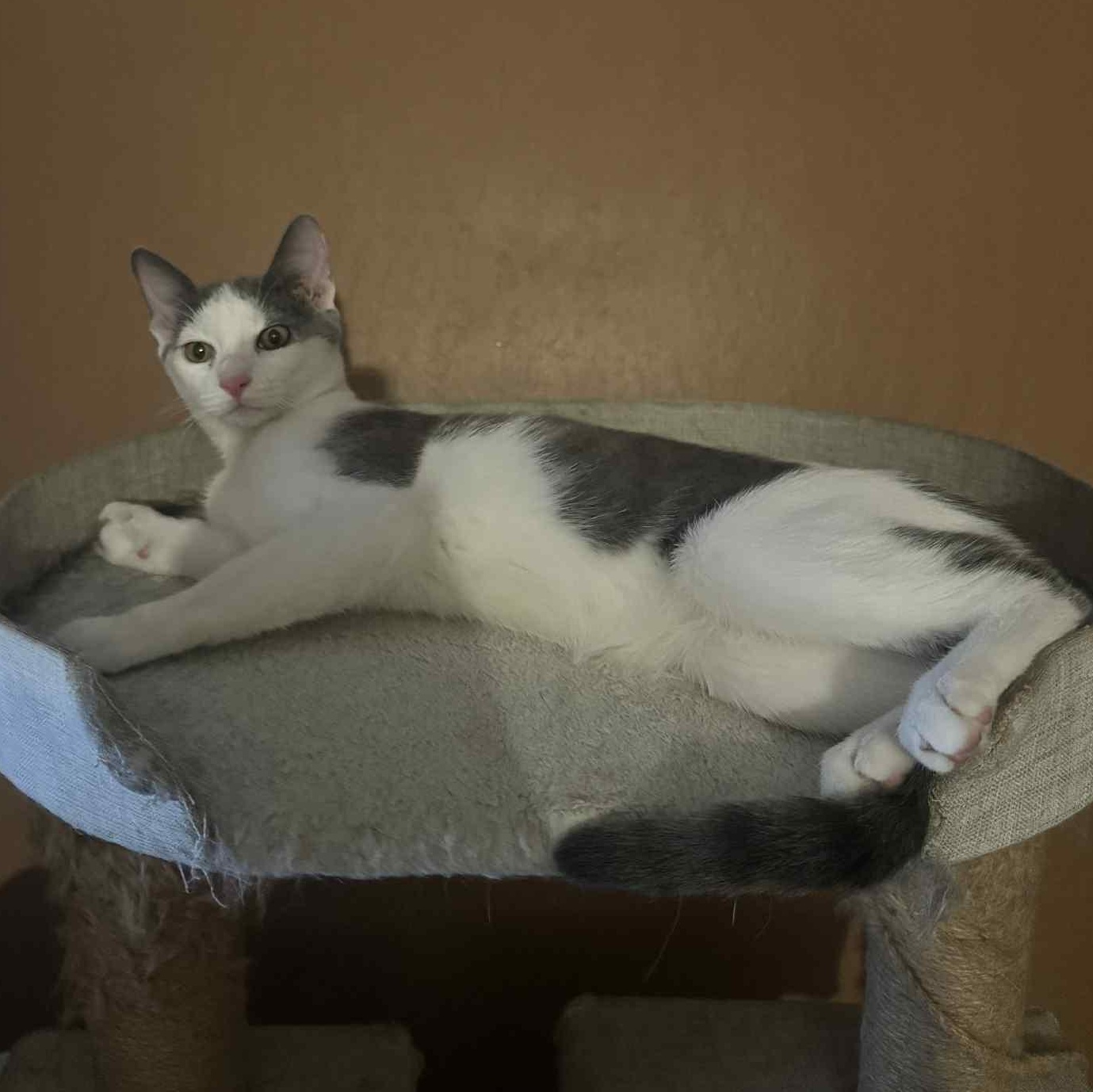 Enlarge Onion, a Adoptable Domestic Short Hair in Antioch, CA image 2/4