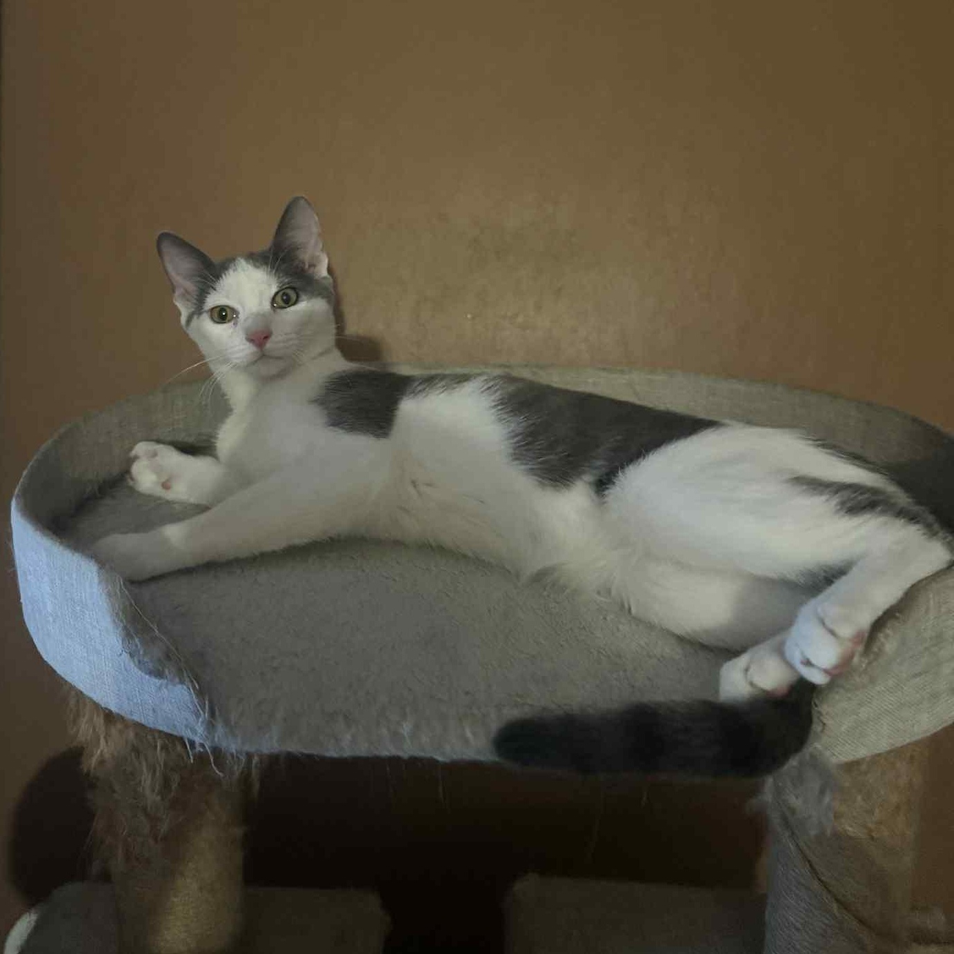 Enlarge Onion, a Adoptable Domestic Short Hair in Antioch, CA image 3/4