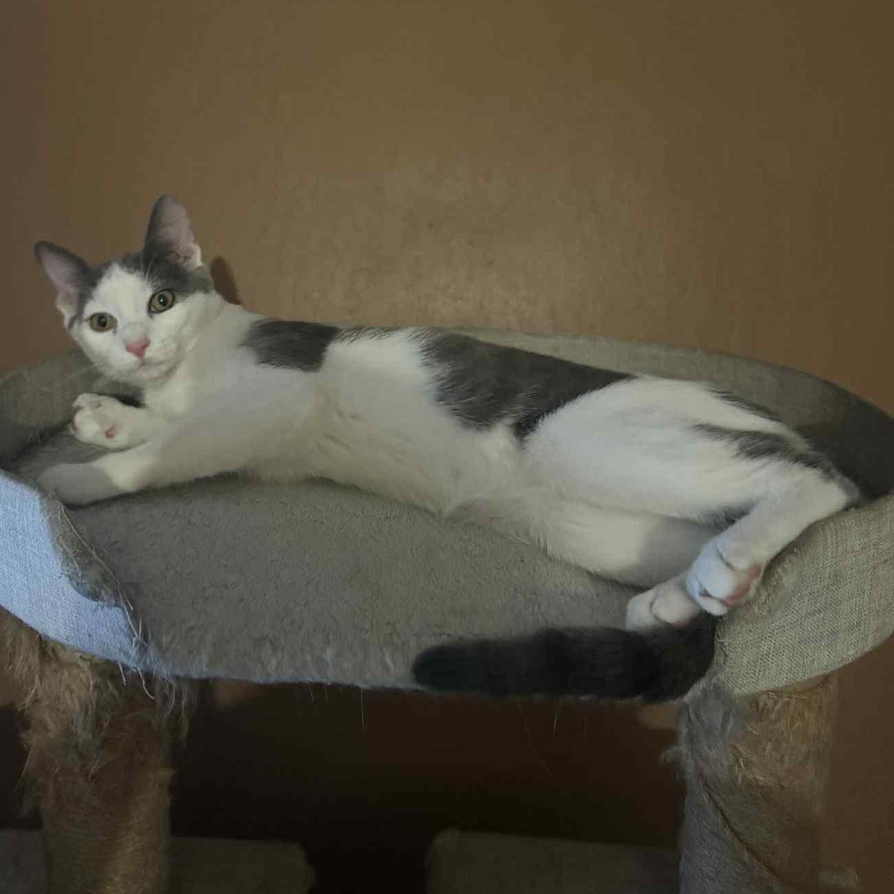 Enlarge Onion, a Adoptable Domestic Short Hair in Antioch, CA image 4/4