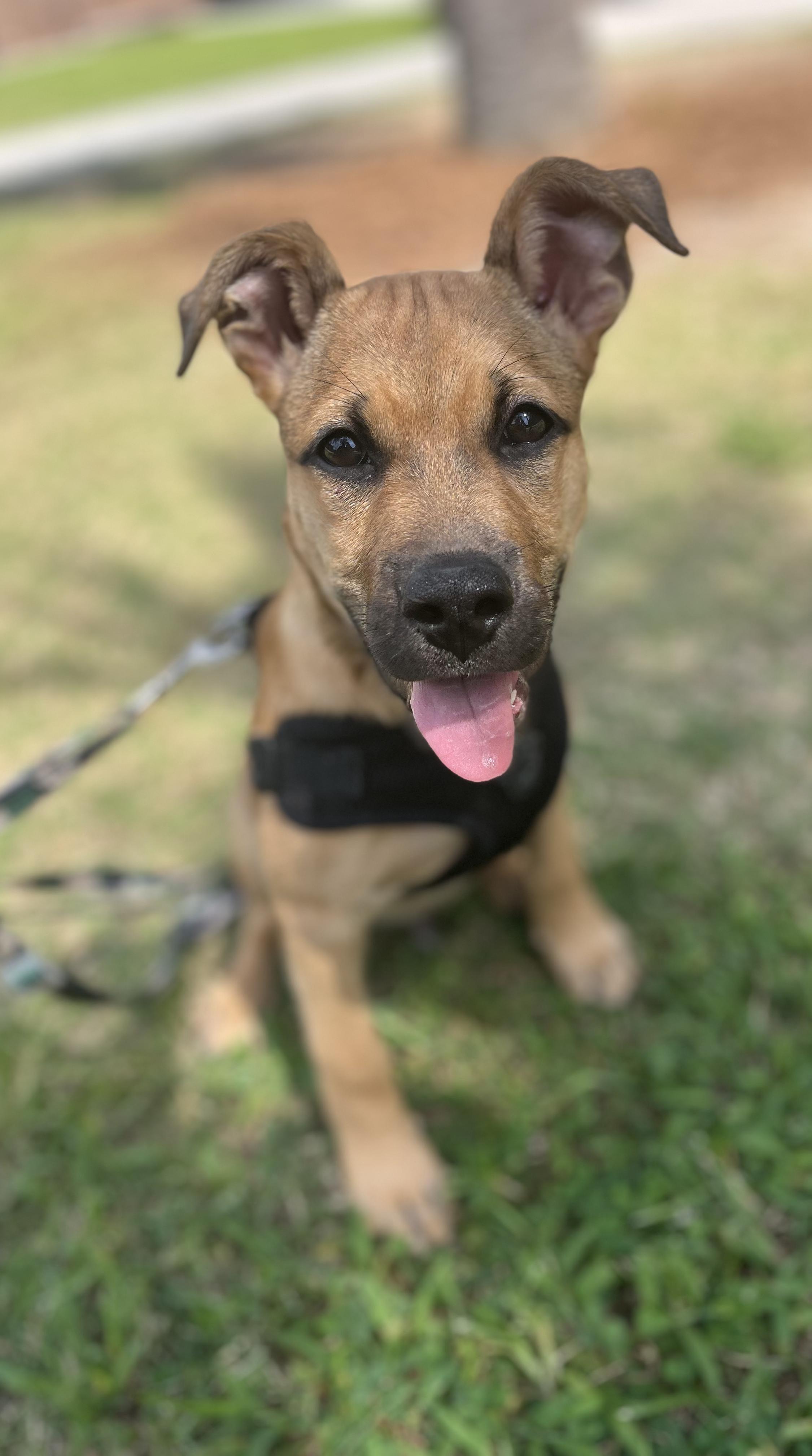 Scooby, Adoptable, Young Male Mixed Breed.