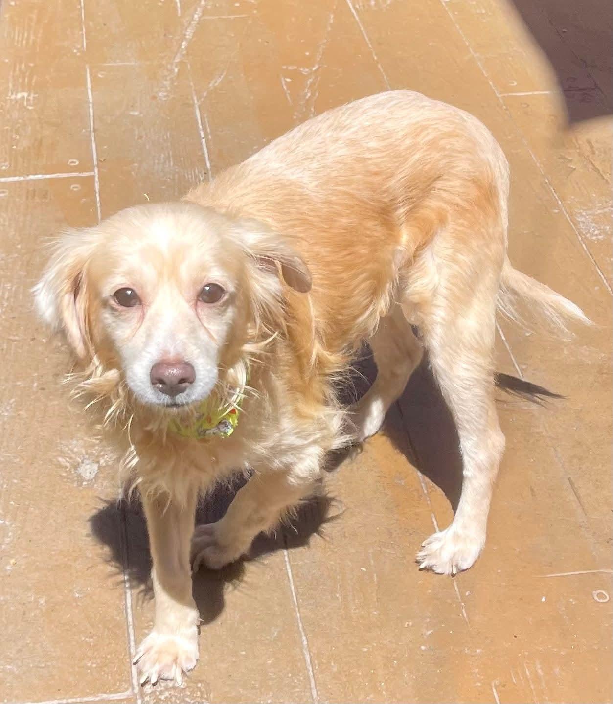 Kodi, Adopted, Adult Male Cocker Spaniel & Poodle.