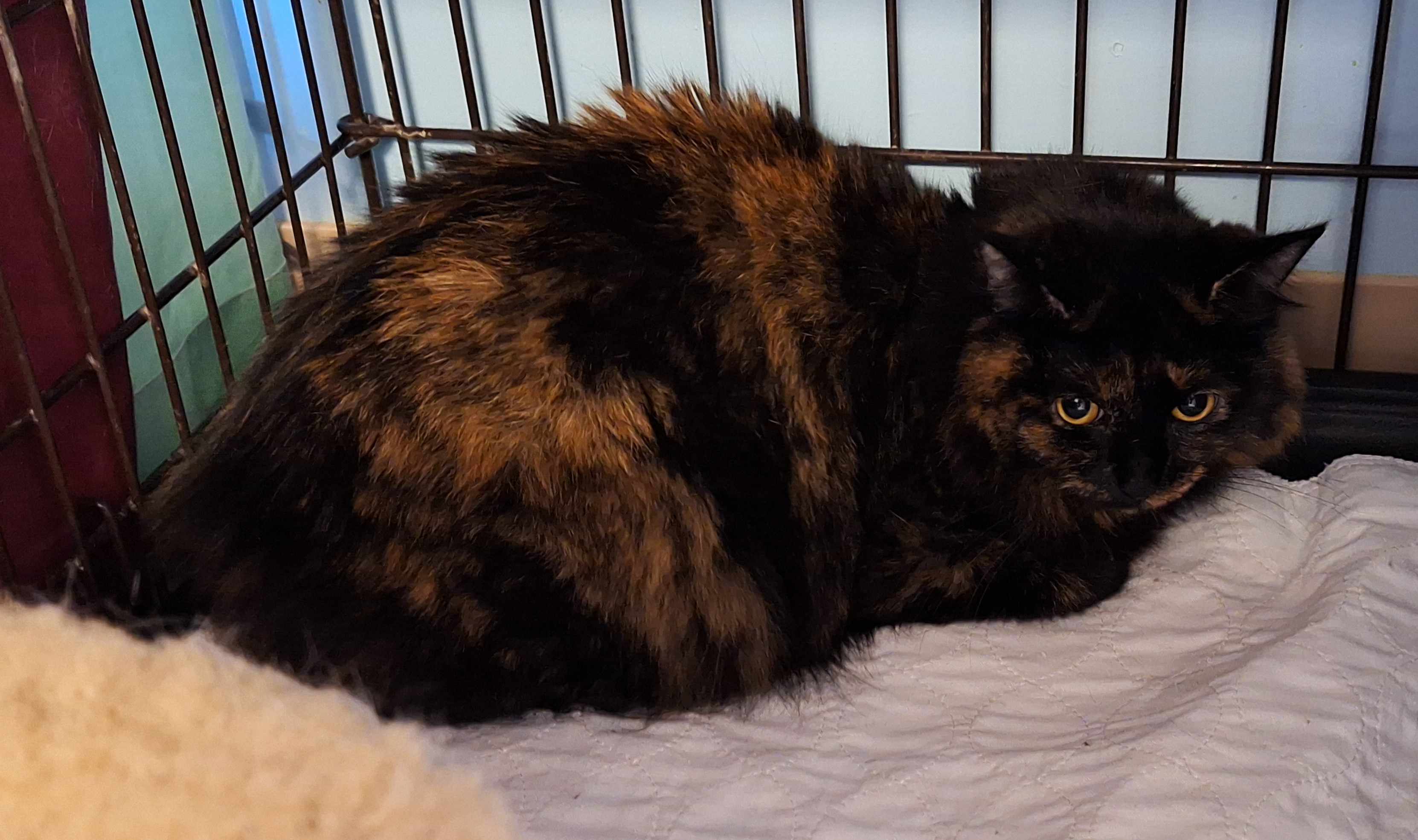 Enlarge Whitney Houston, a Adoptable mixed breed in Spokane, WA image 3/4