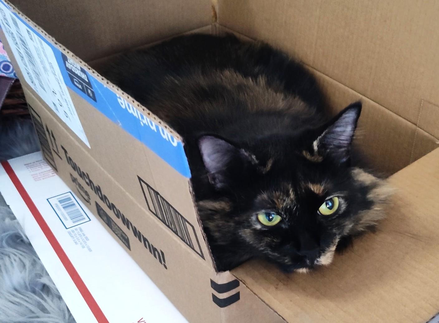 Enlarge Whitney Houston, a Adoptable mixed breed in Spokane, WA image 2/4