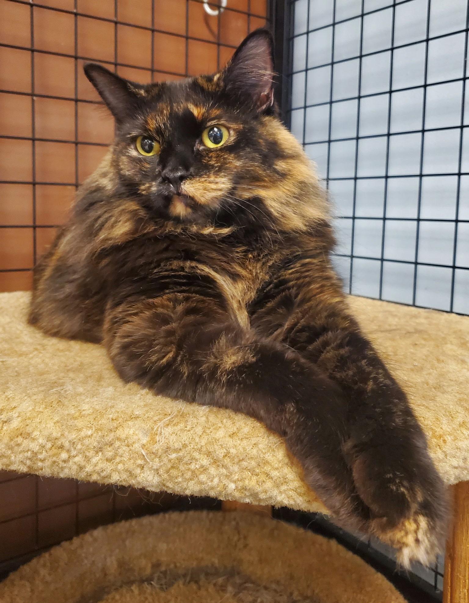 Whitney Houston, Adoptable, Adult Female Tortoiseshell.