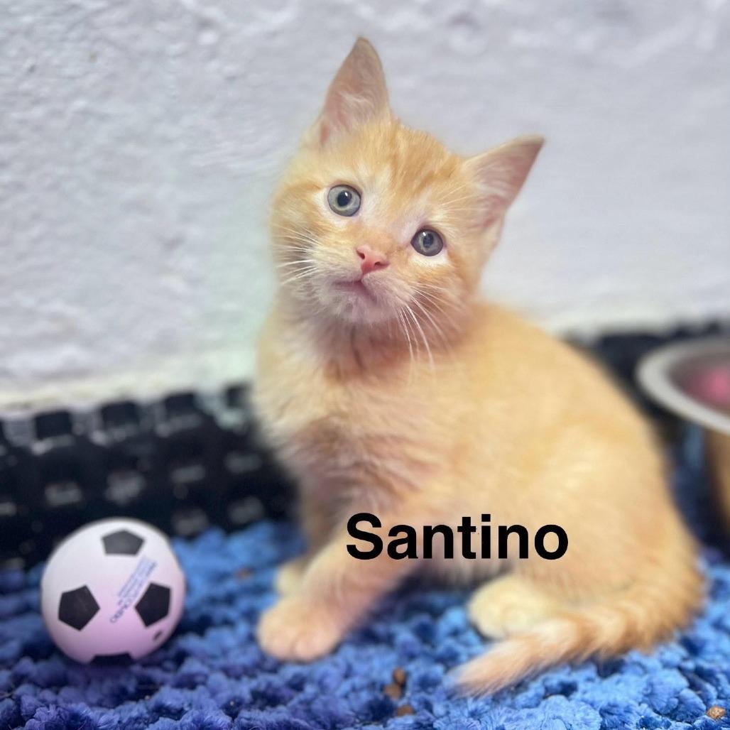Santino, Adoptable, Kitten Male Domestic Short Hair.